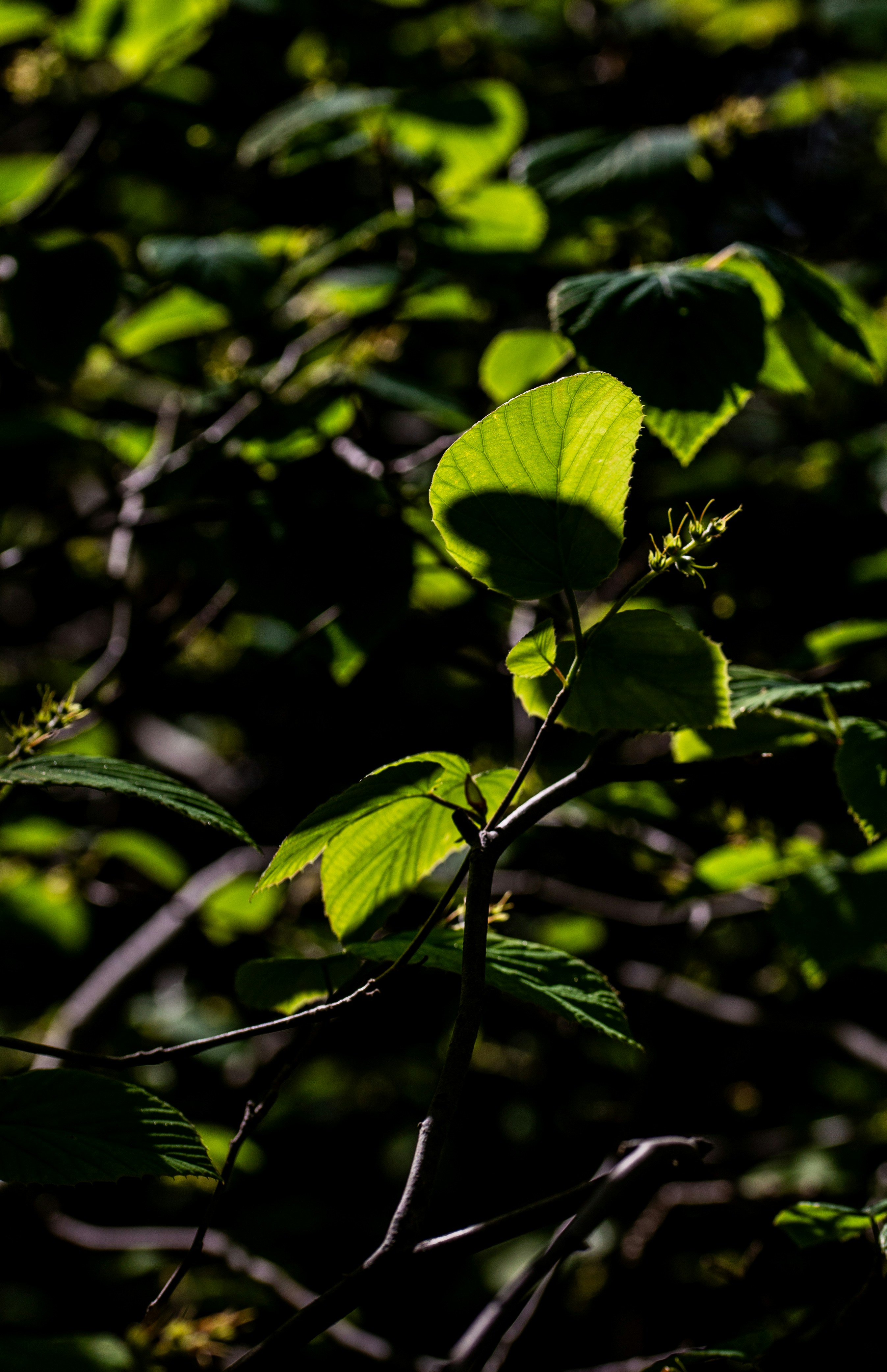 Photo by hdbernd