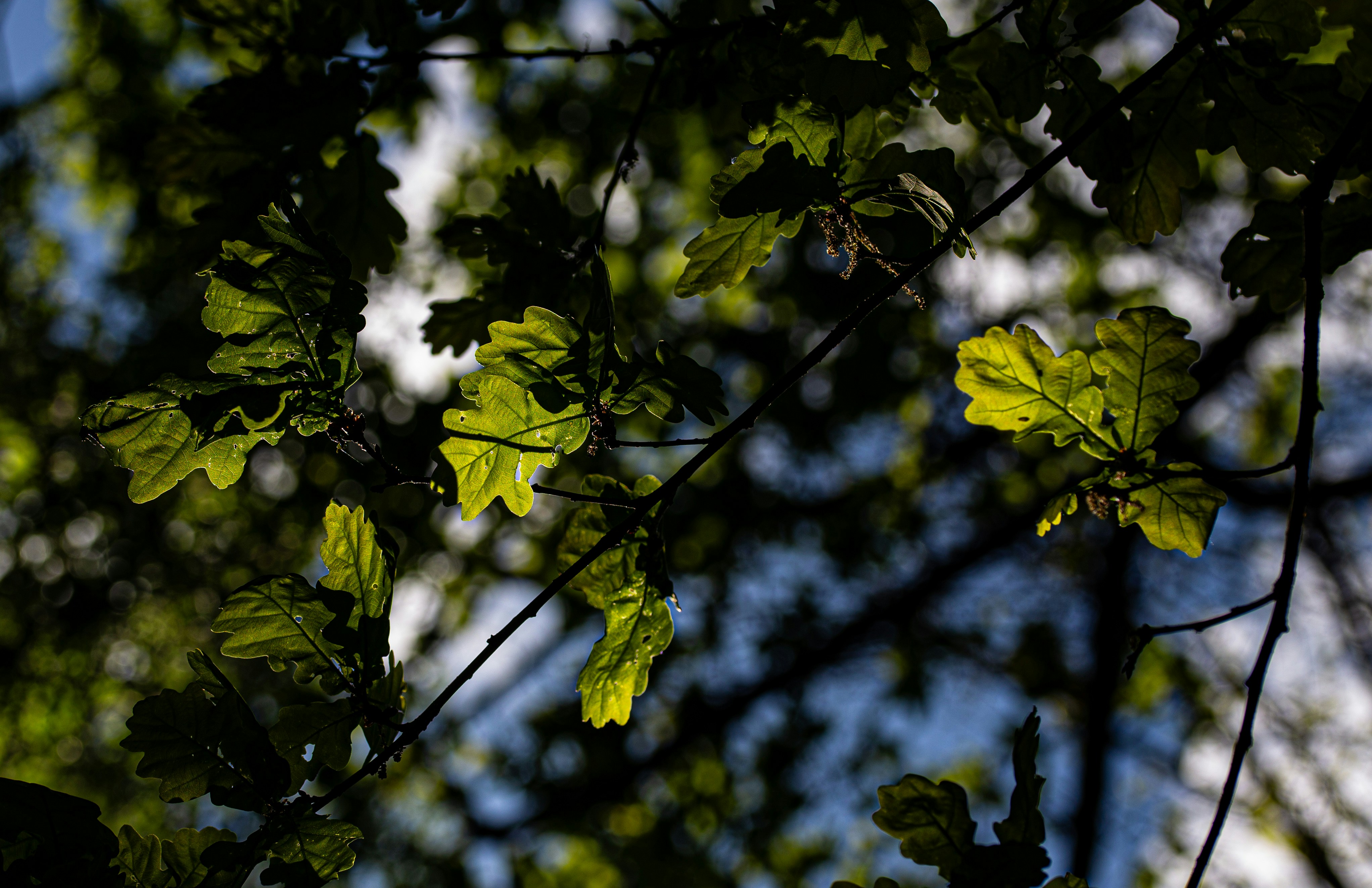 Photo by hdbernd