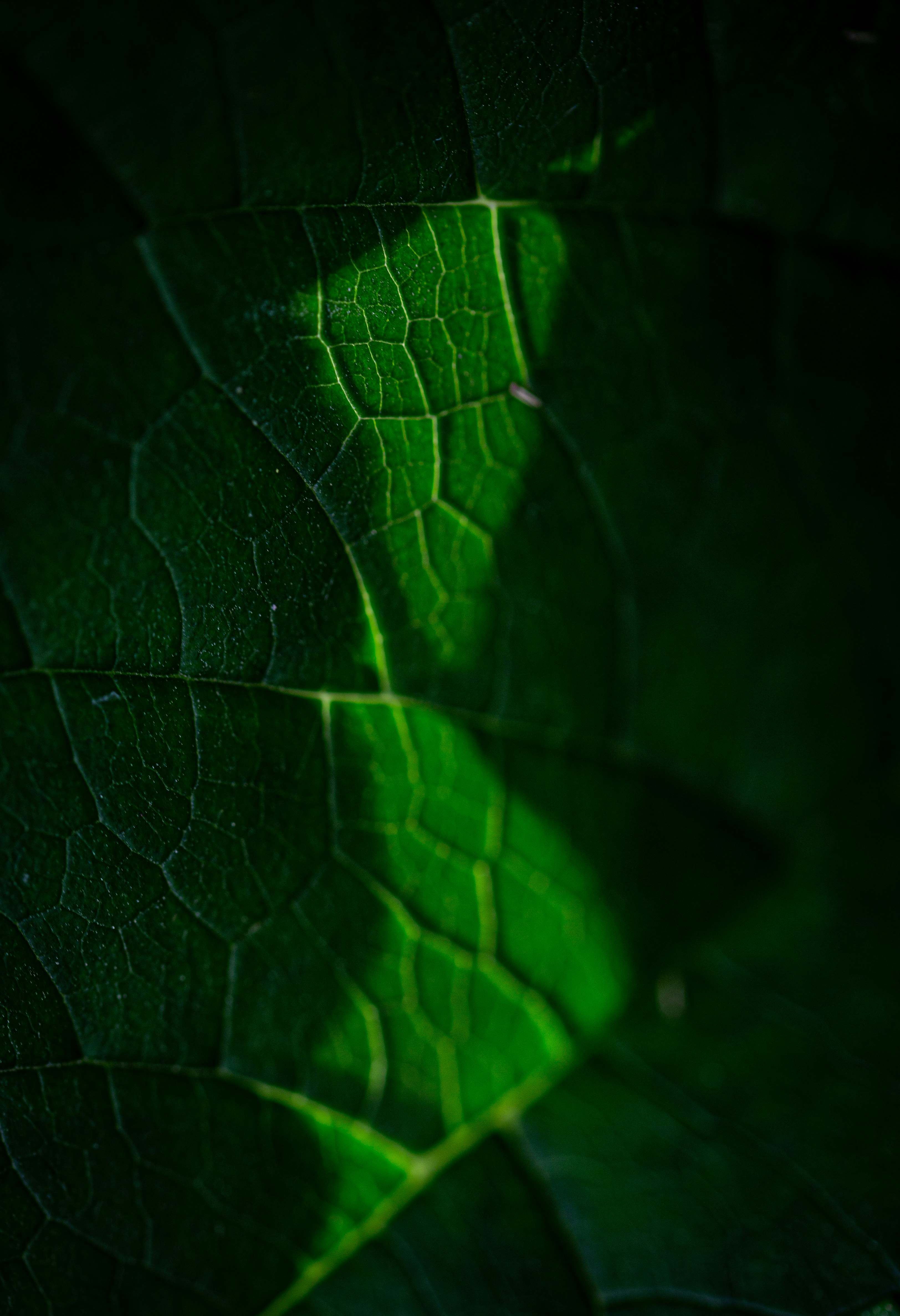 Photo by hdbernd