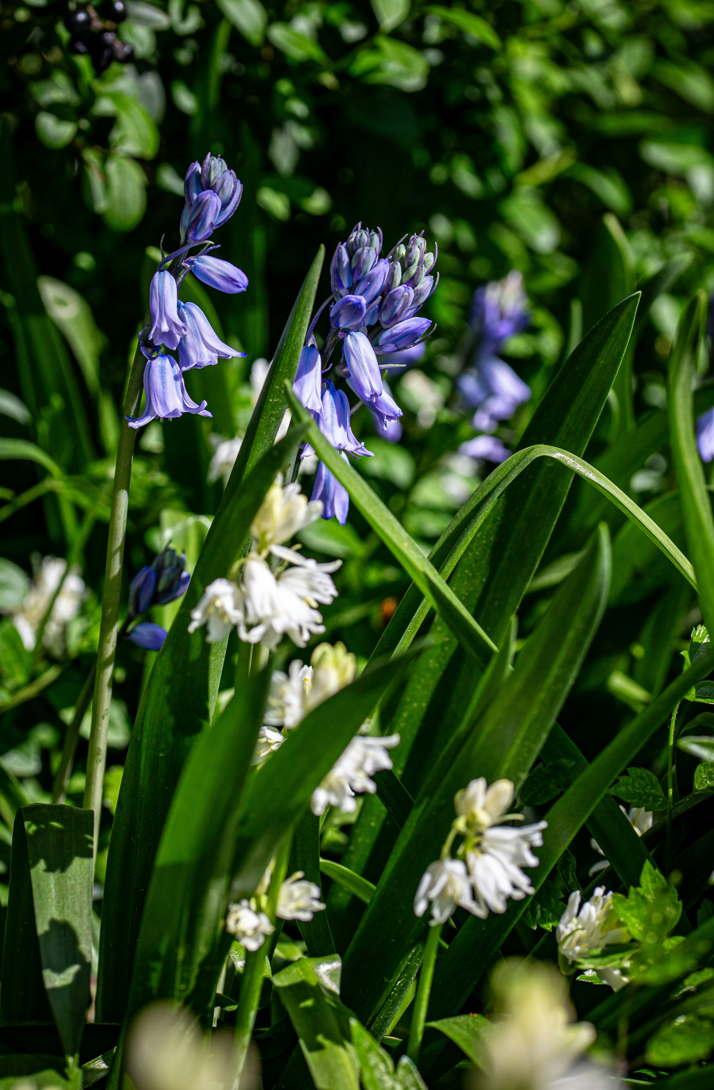 Photo by hdbernd