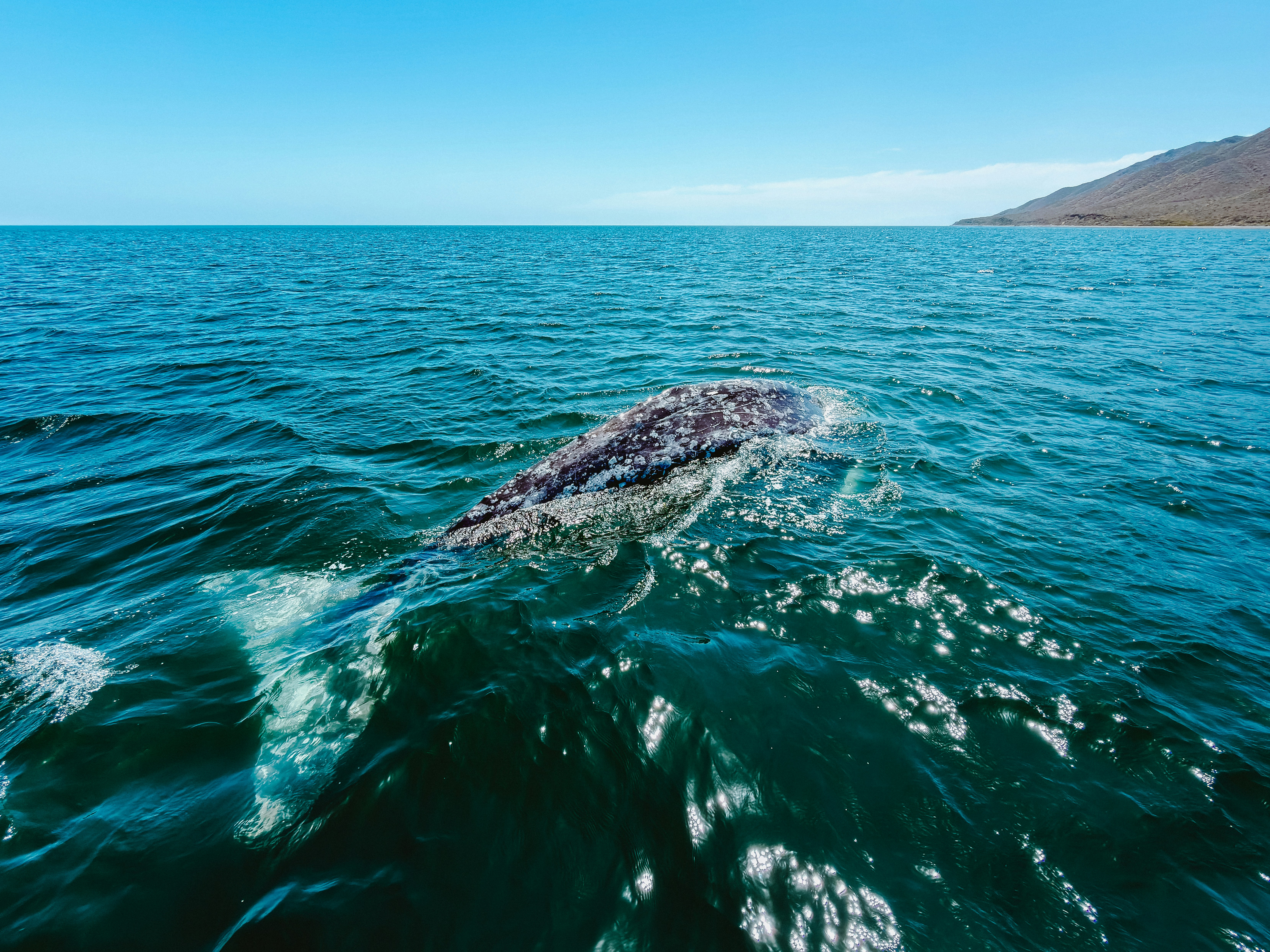 La Paz Sea of Cortez underwater marine life