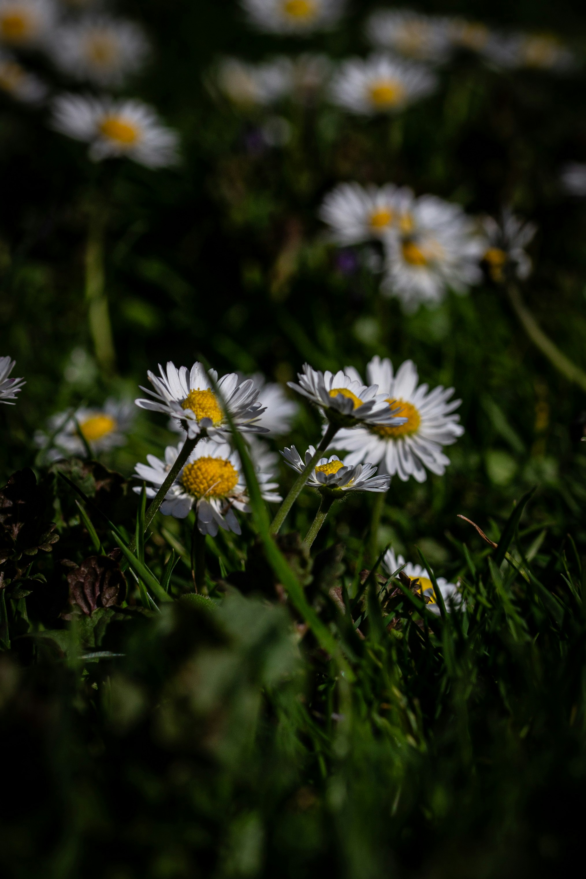 Photo by hdbernd
