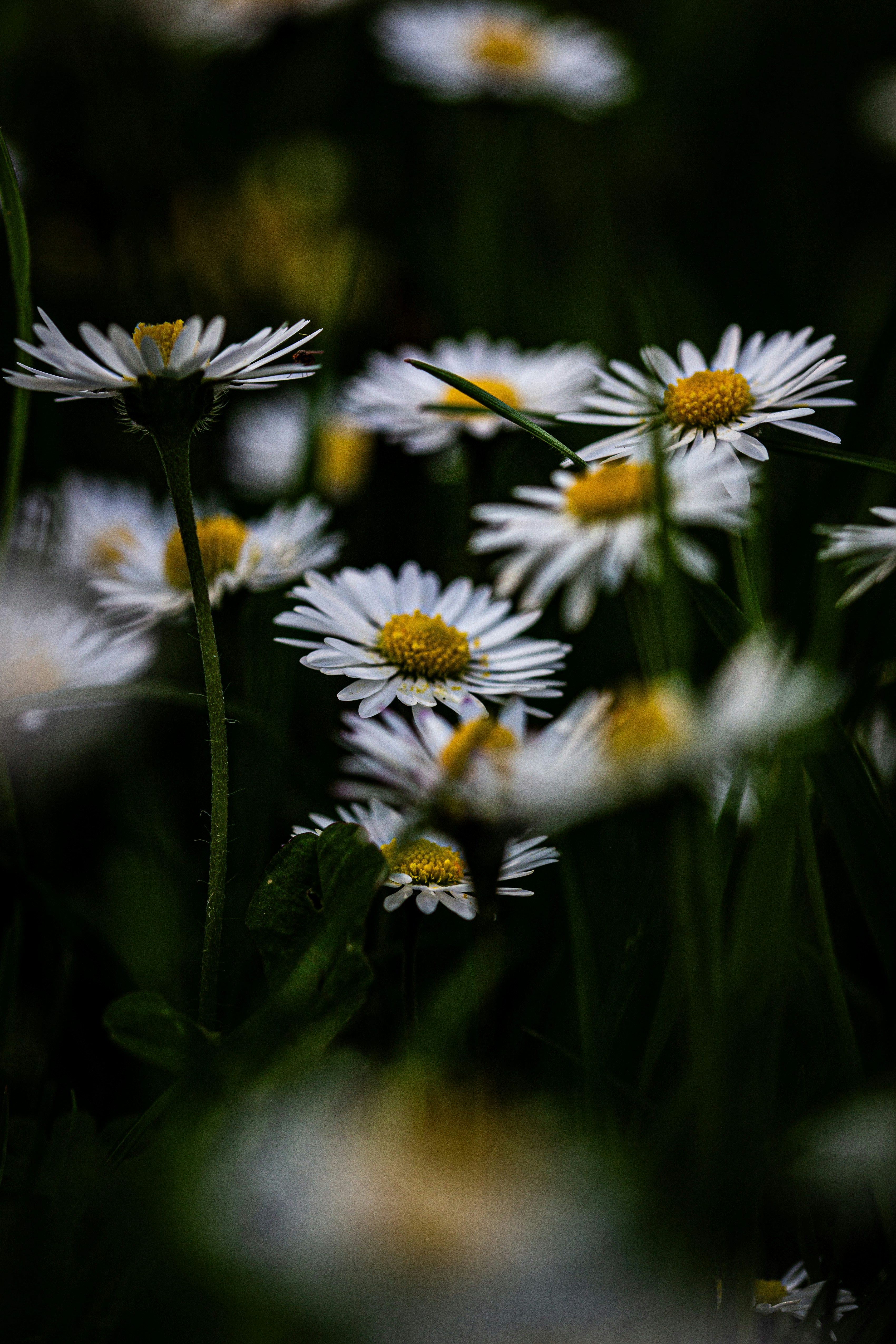 Photo by hdbernd