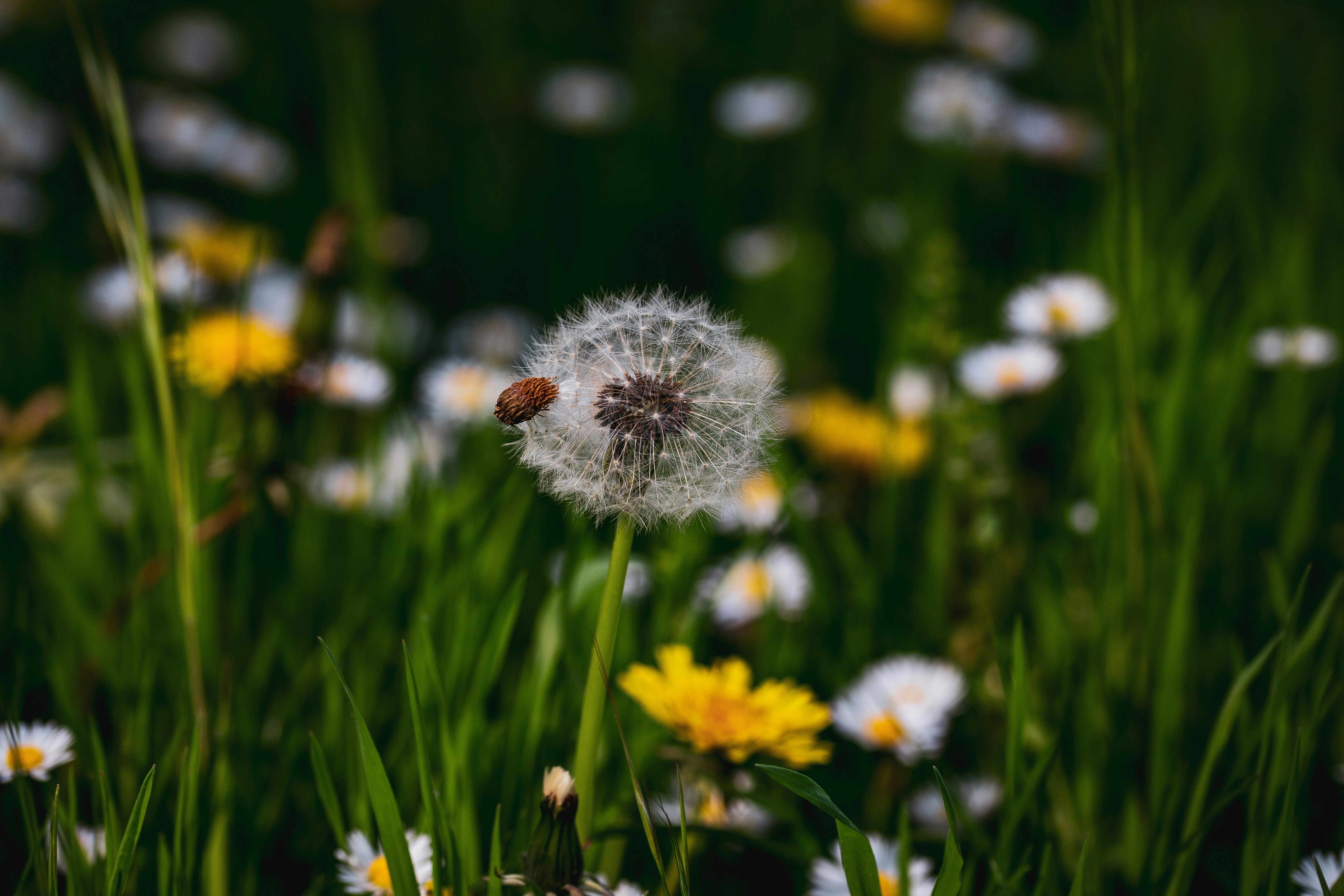 Photo by hdbernd