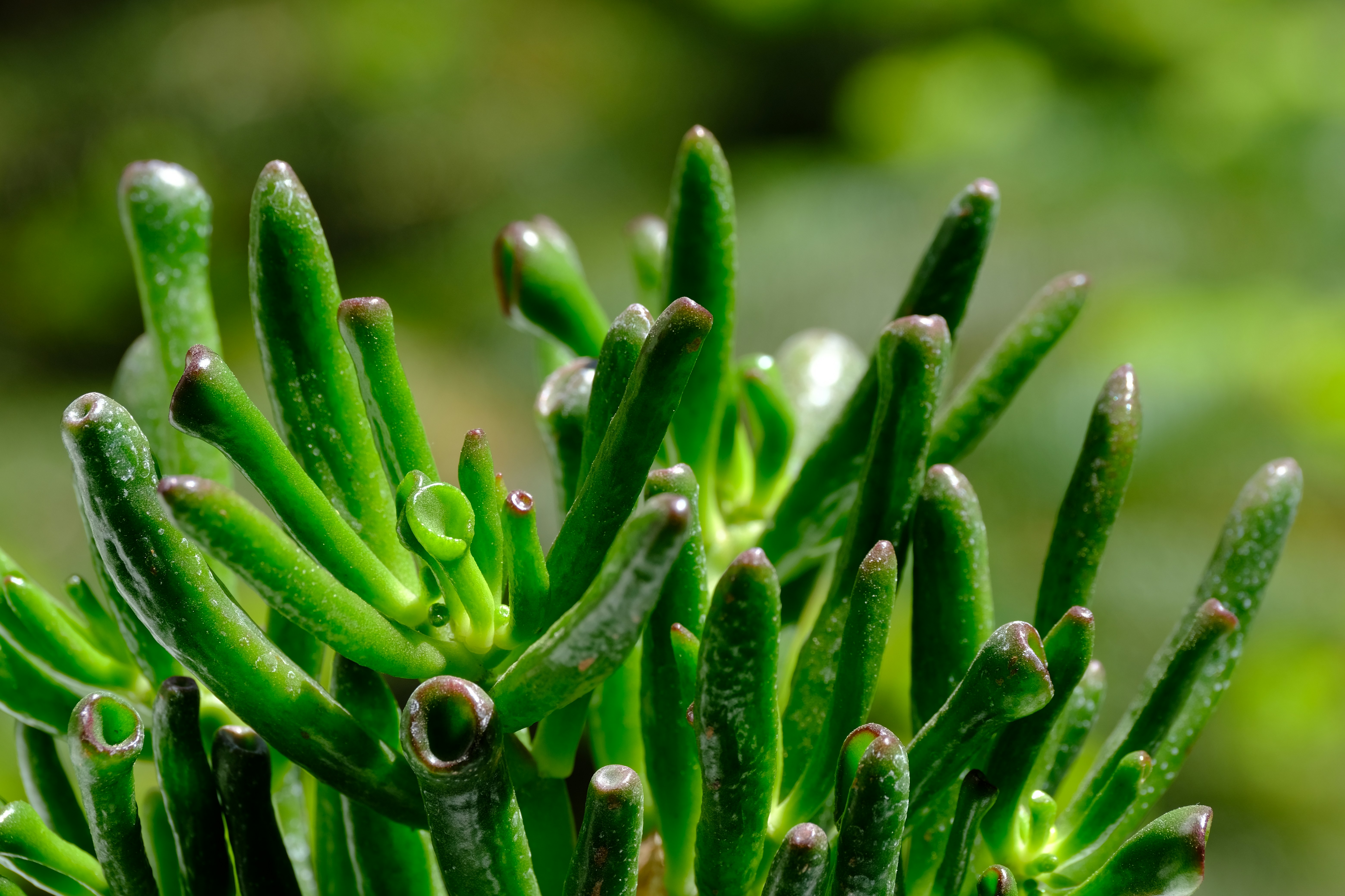 Green succulent plant with tubular leaves outdoors