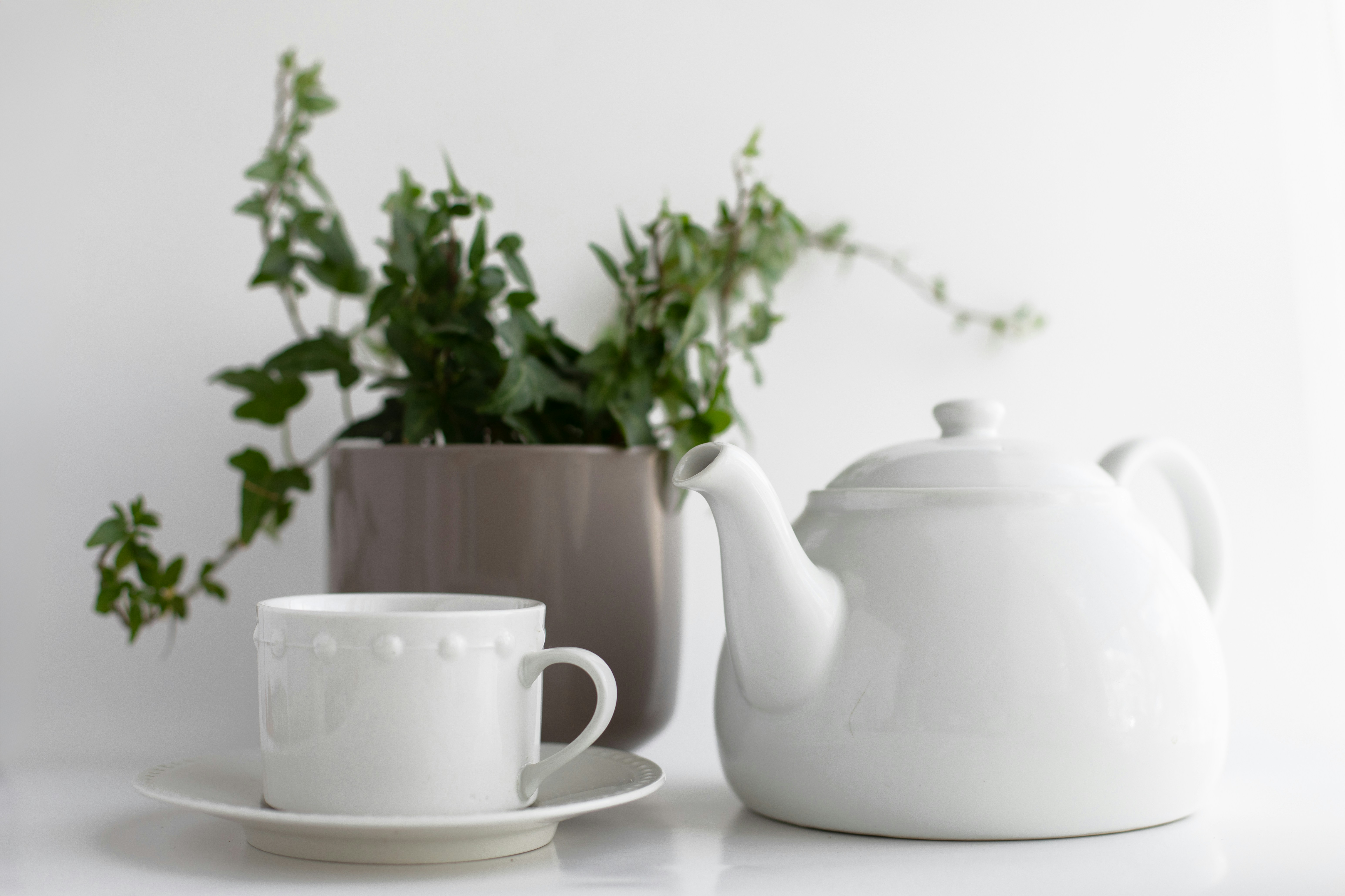 White teacup and teapot with green plant