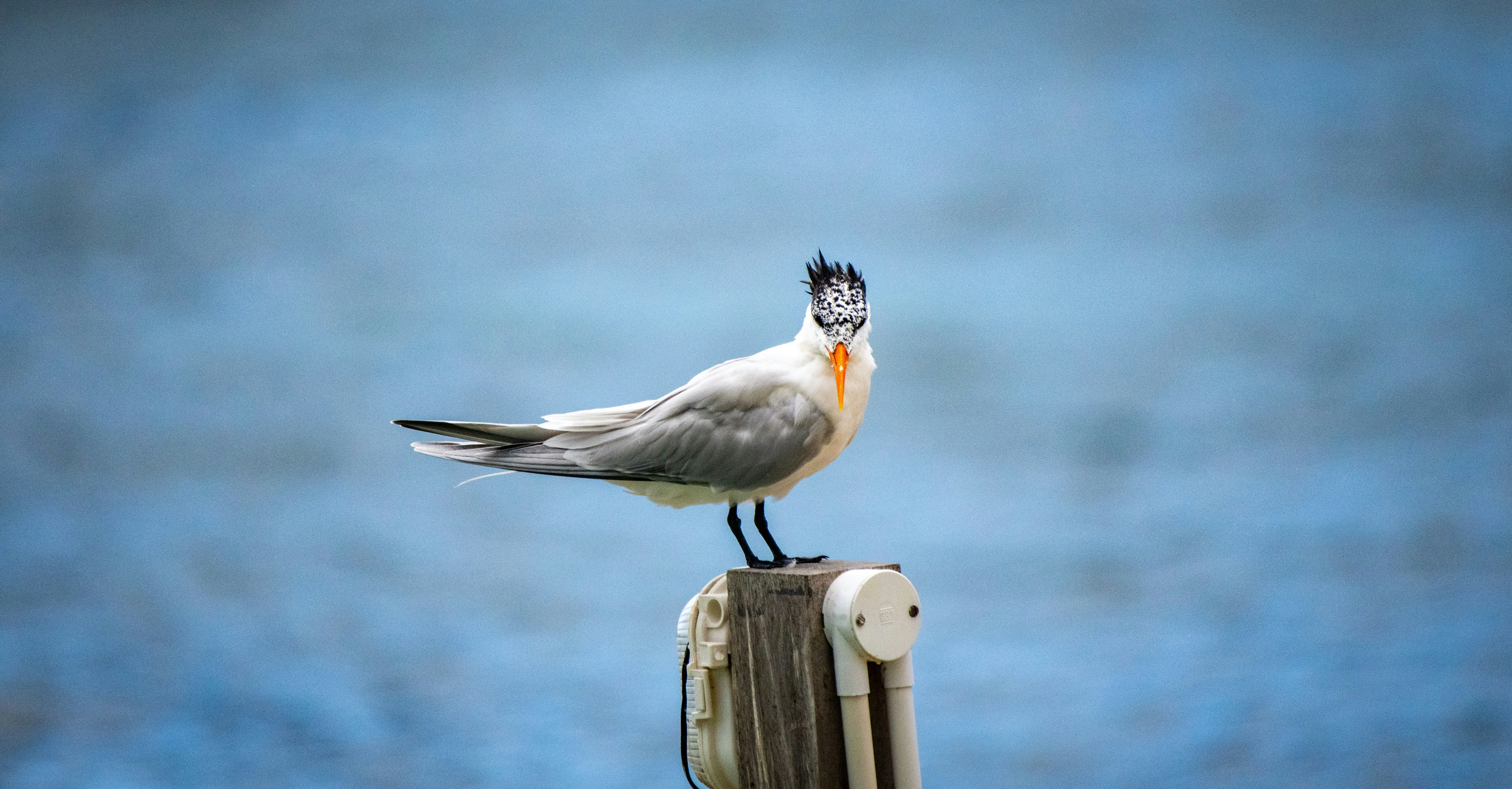 A bird with a crest sits on a wooden post.