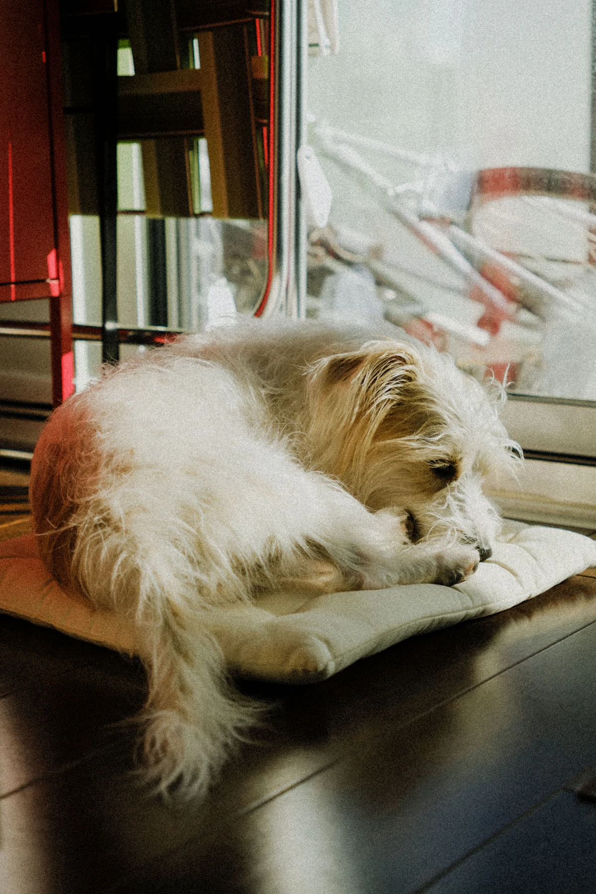 Perro pequeño acurrucado y dormido en un cojín