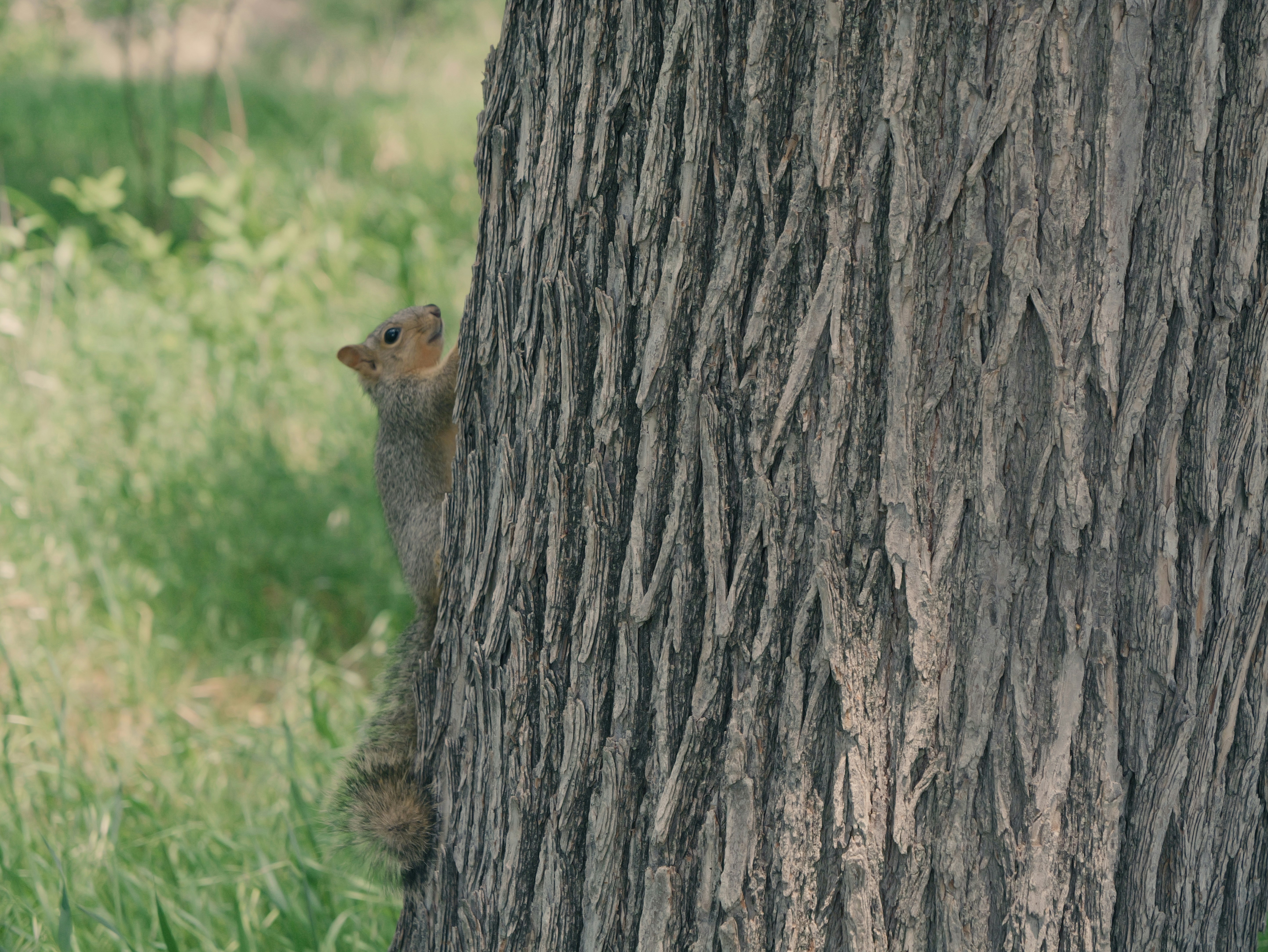 Squirrel