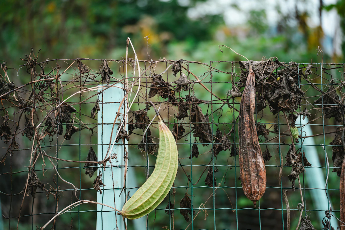 Ridge Gourd Turai Growing India — Luffa Sponge Vegetable Encyclopedia