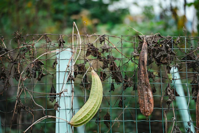 Ridge Gourd Turai Growing India — Luffa Sponge Vegetable Encyclopedia