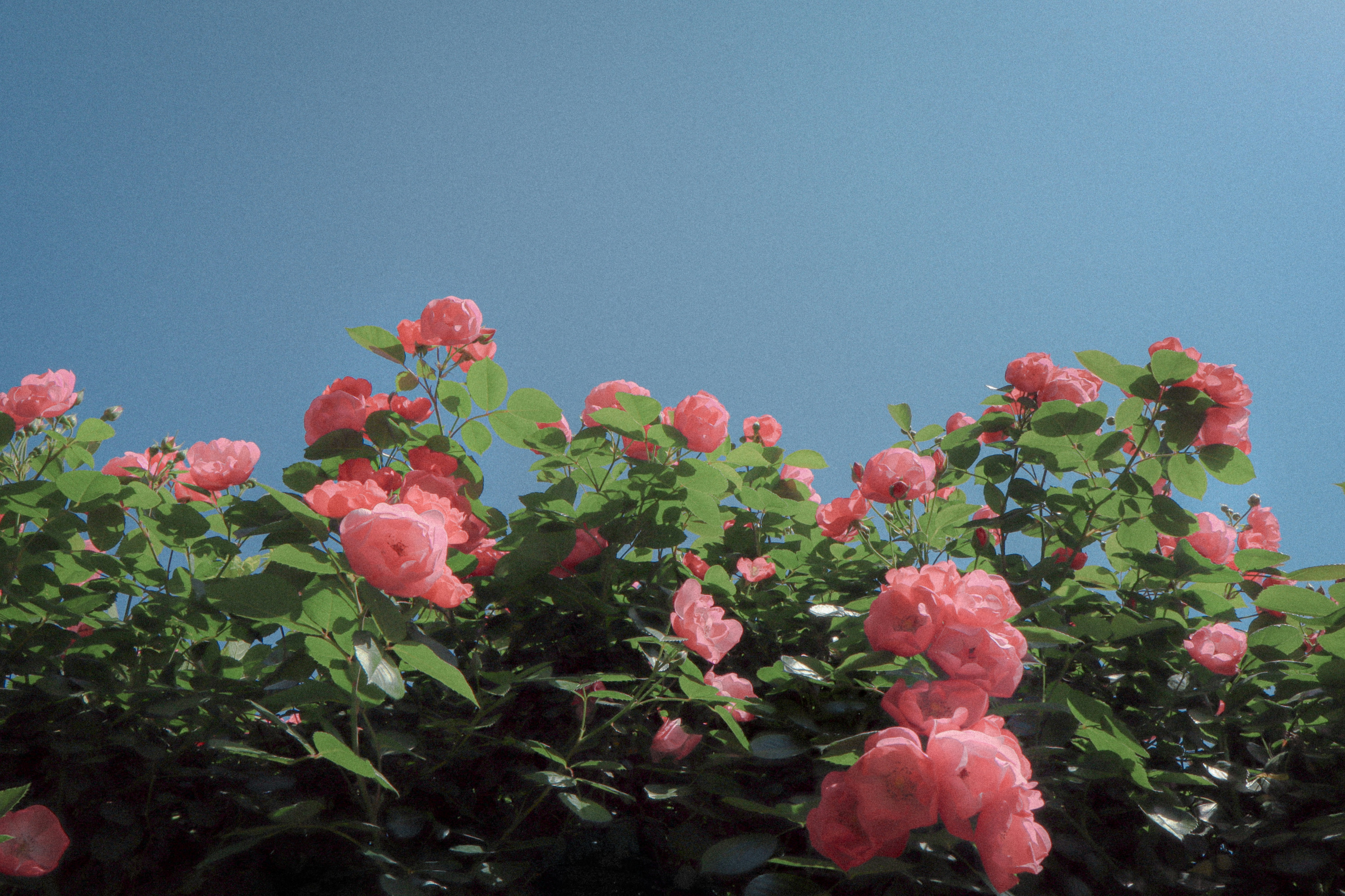 Photo by hshlin