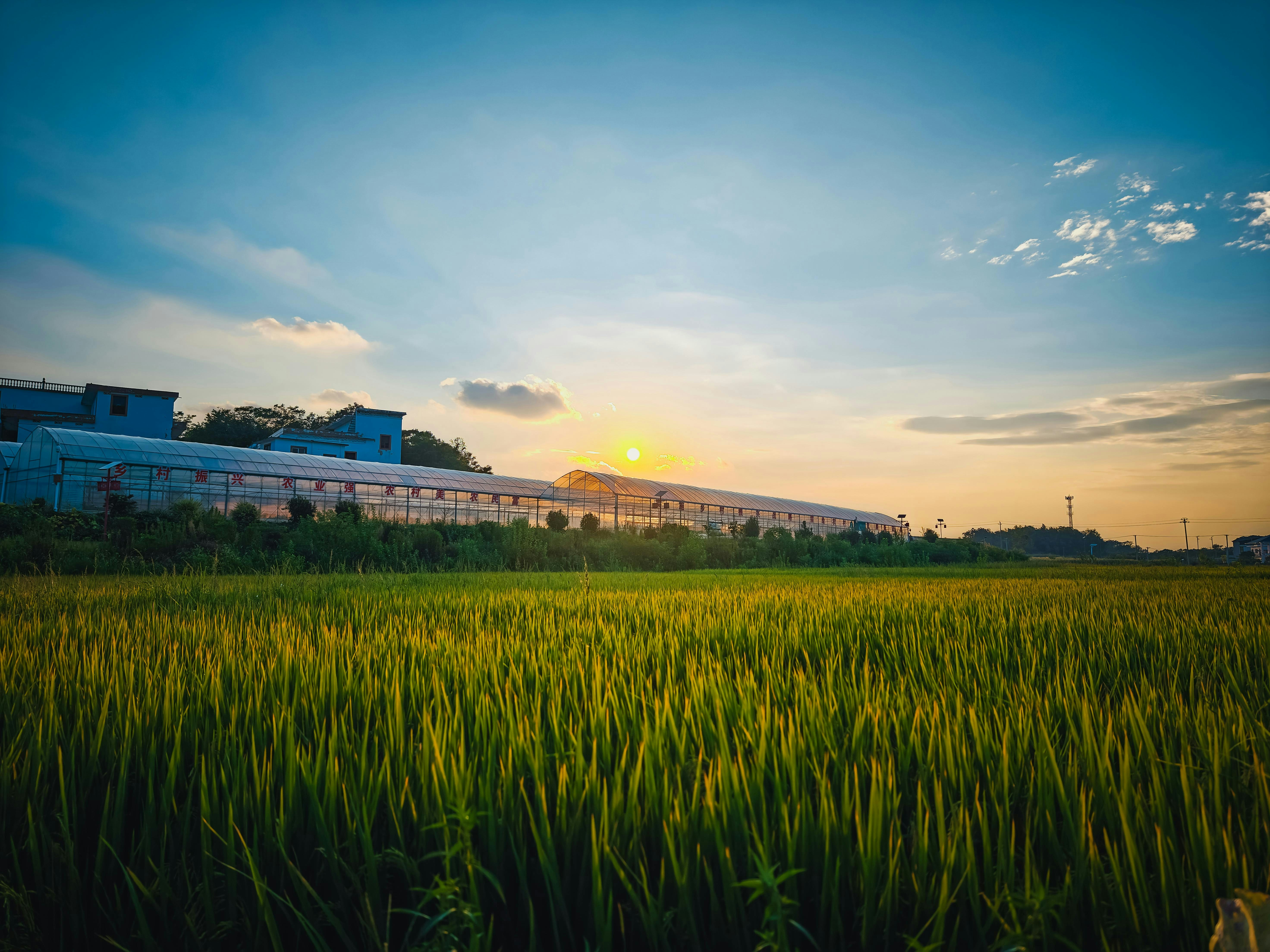 Arroz de Verdade: Como Escolher, Preparar e Vender Direto do Campo