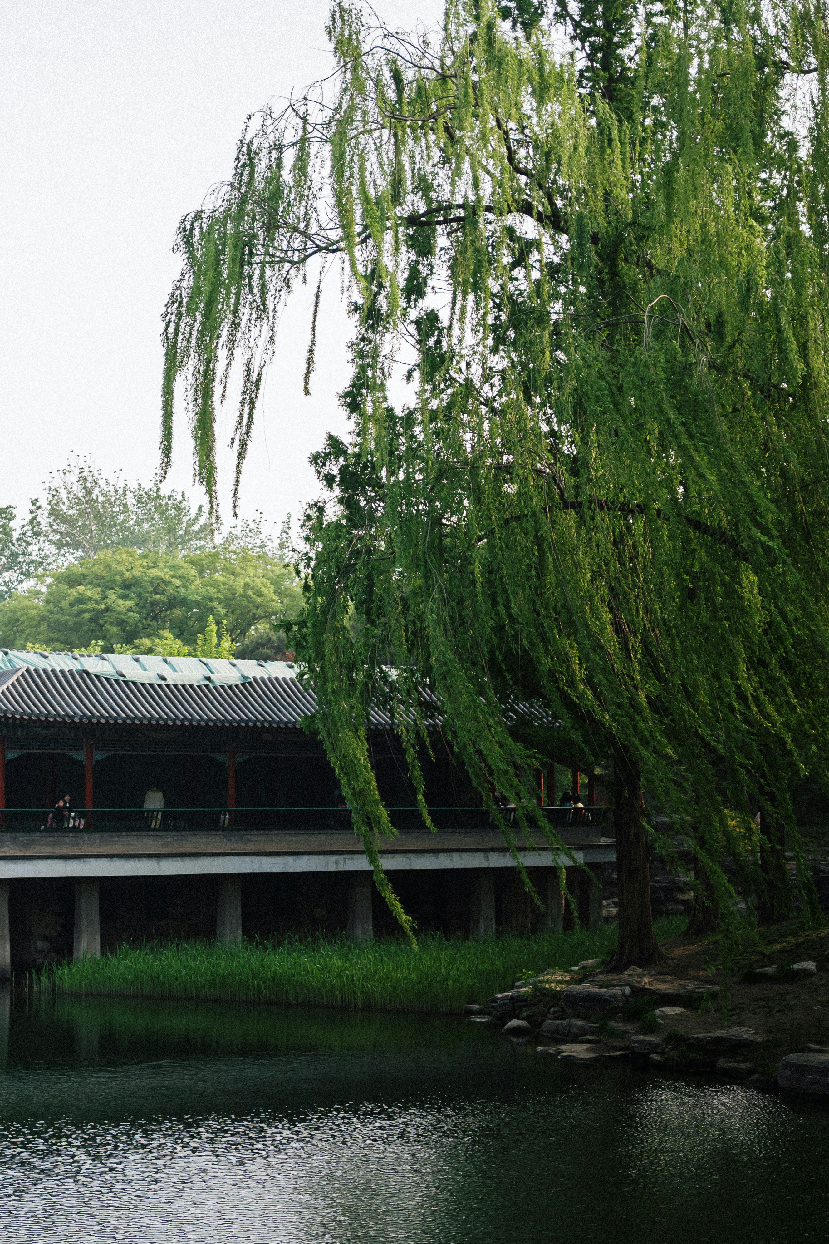 Weeping willow tree by a tranquil pond and building
