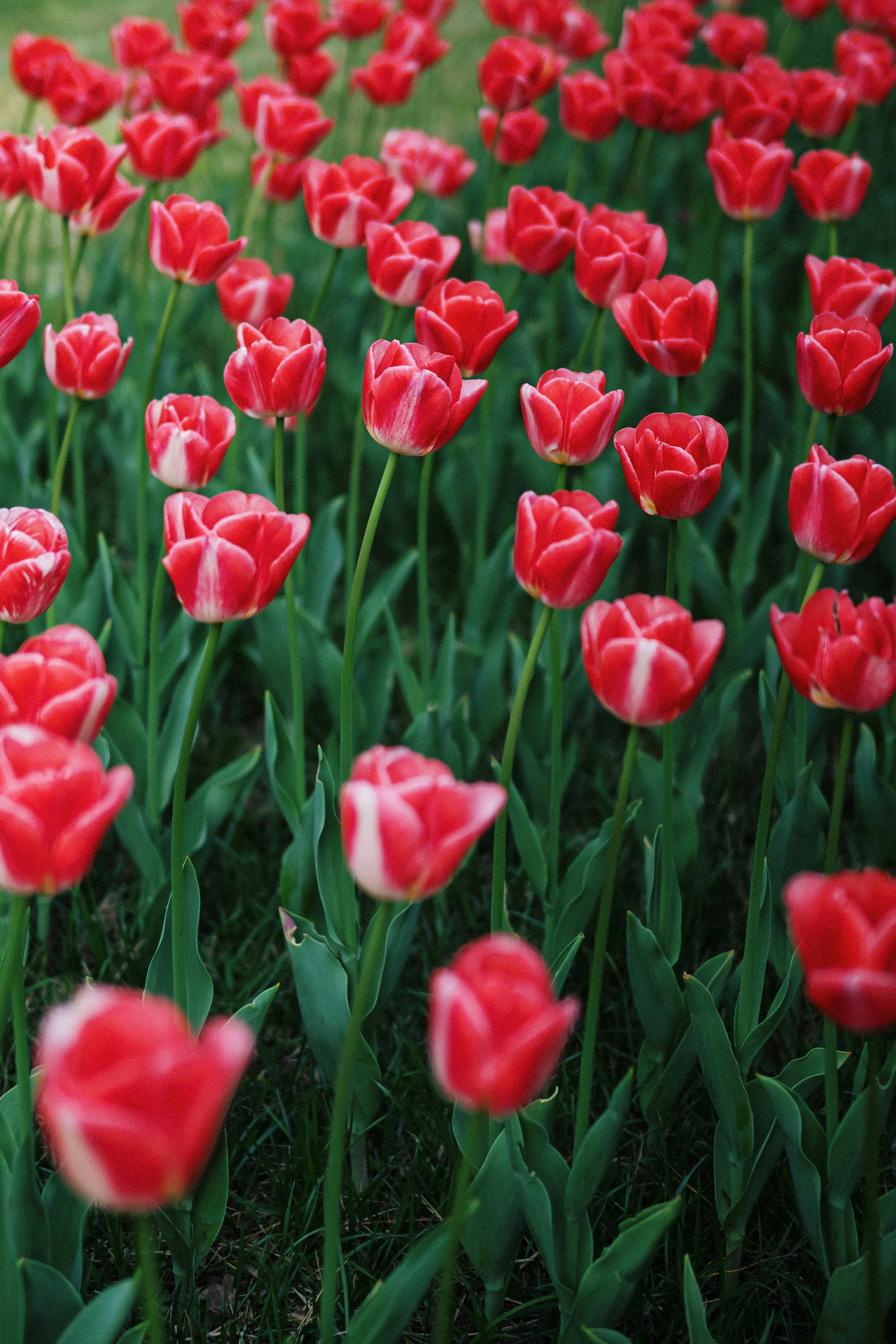 A field of red and white tulips in bloom.