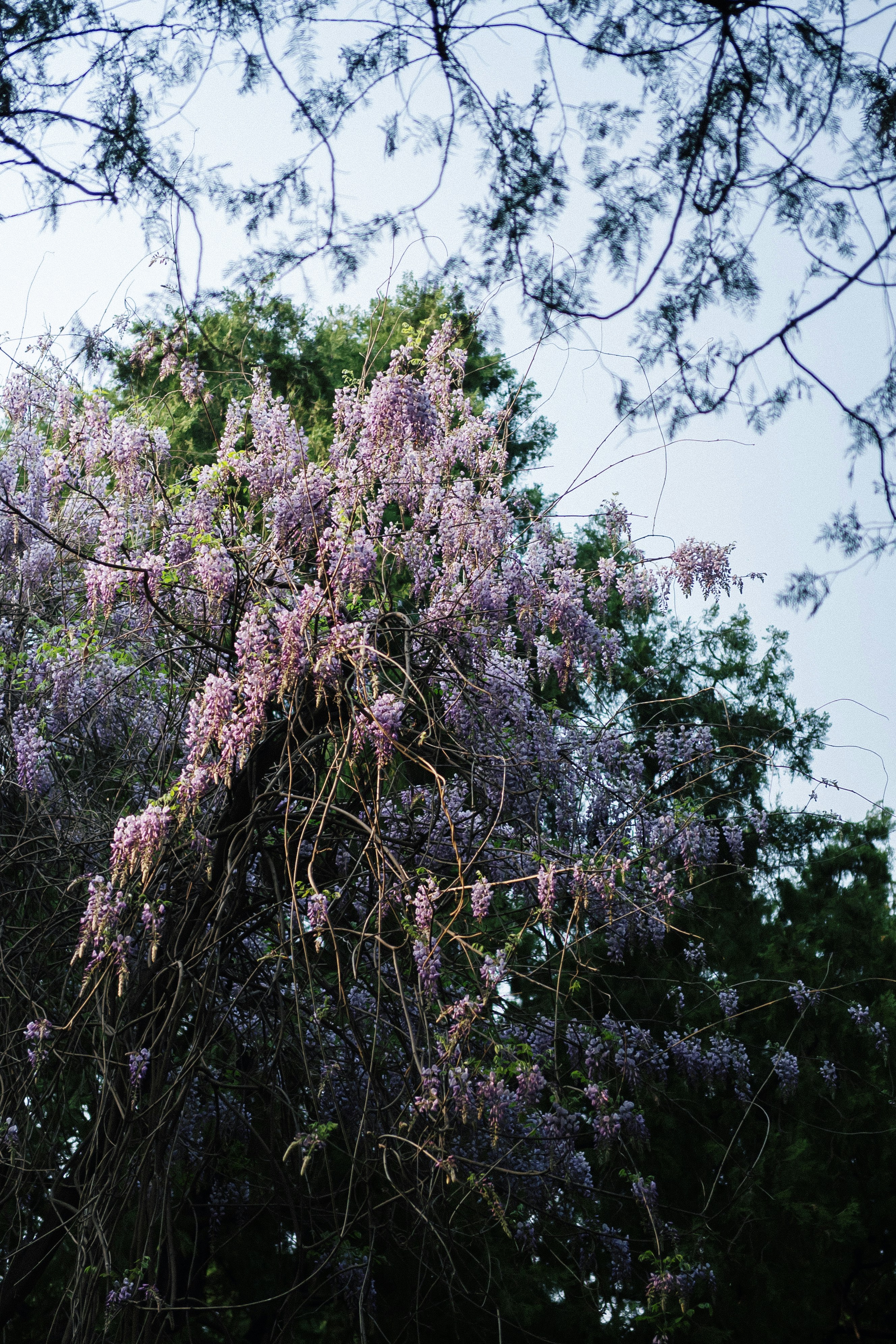 A tree with cascading purple wisteria flowers.