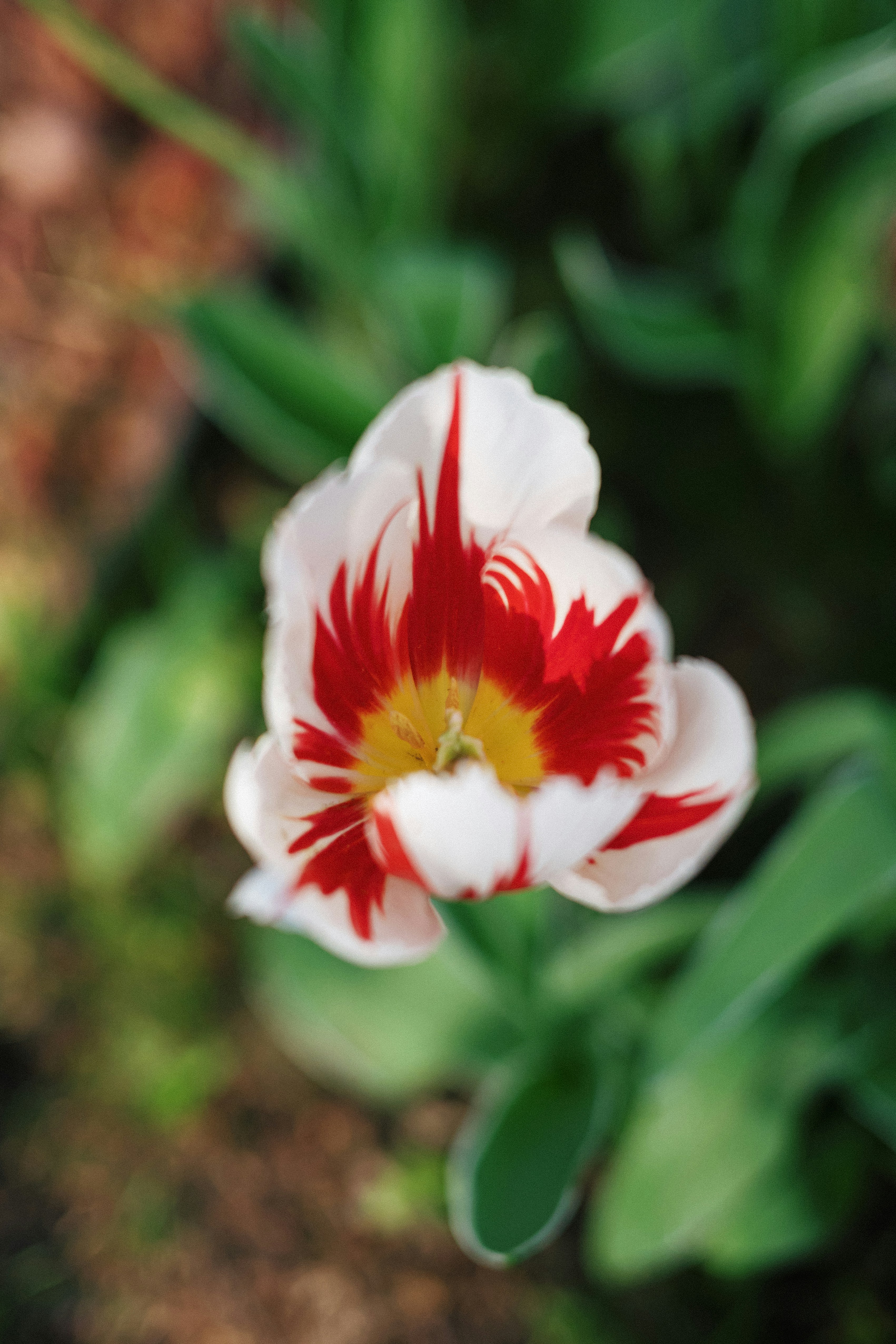 A single white tulip with red streaks.