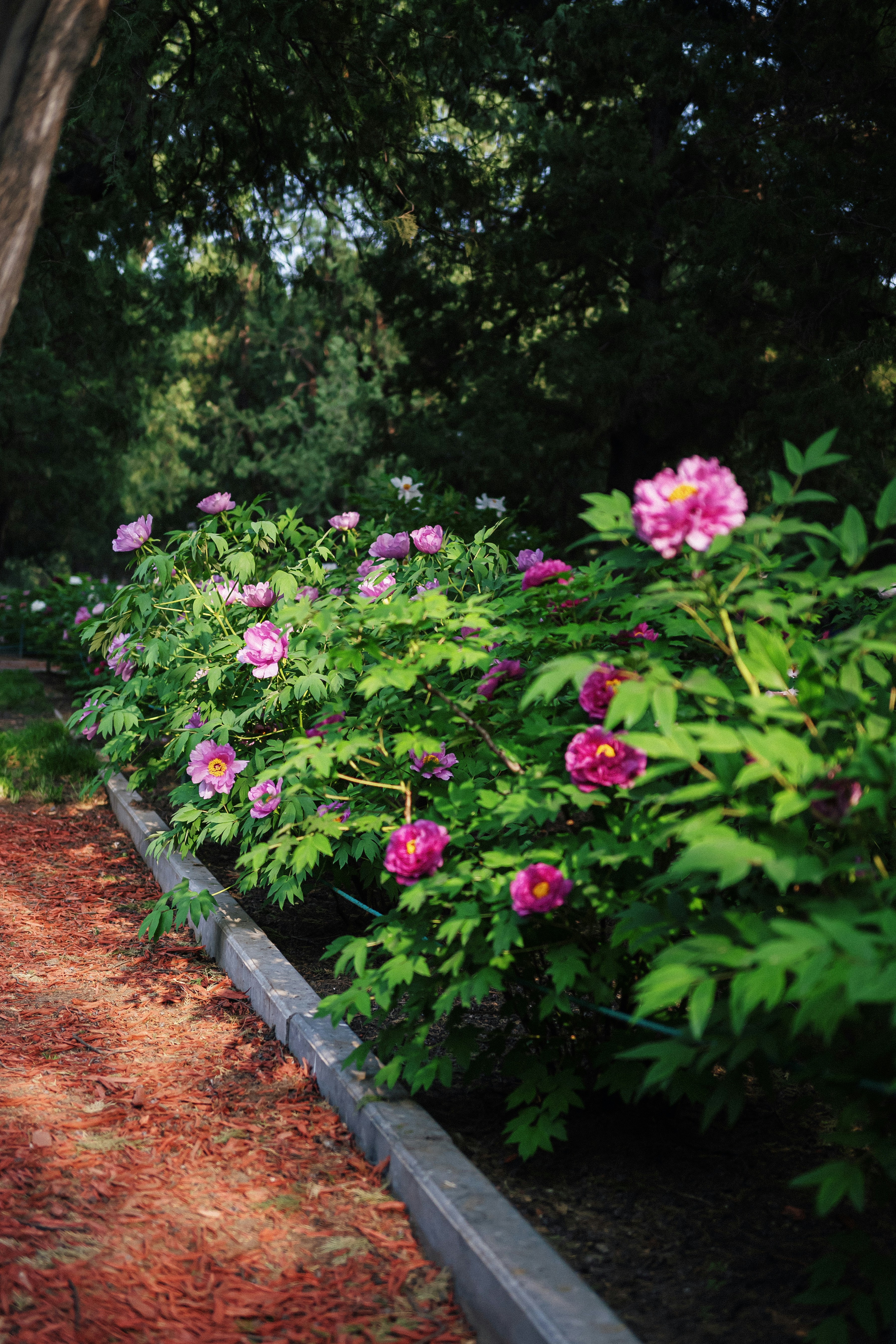 Pink peonies bloom along a garden path