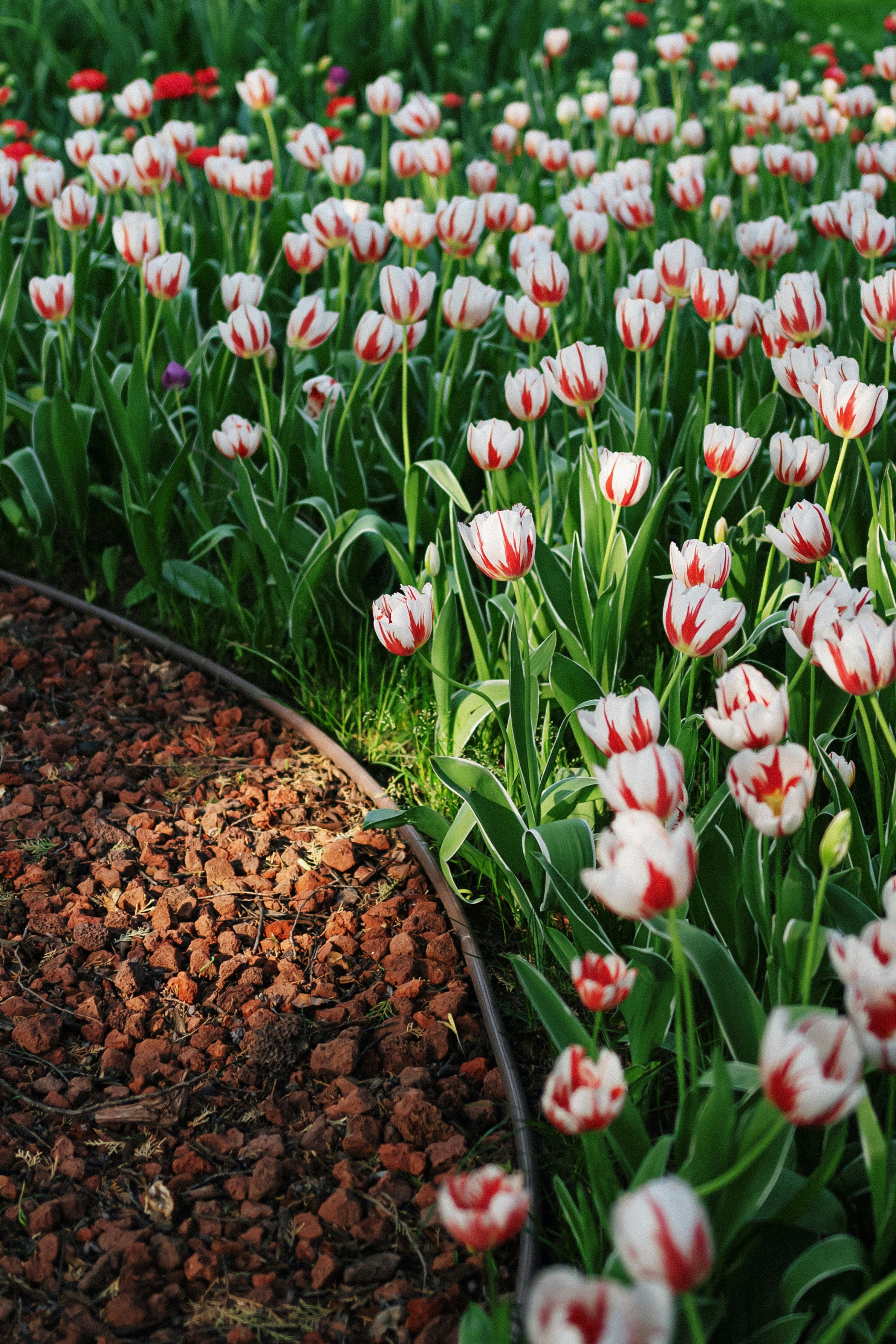 Field of red and white tulips in bloom