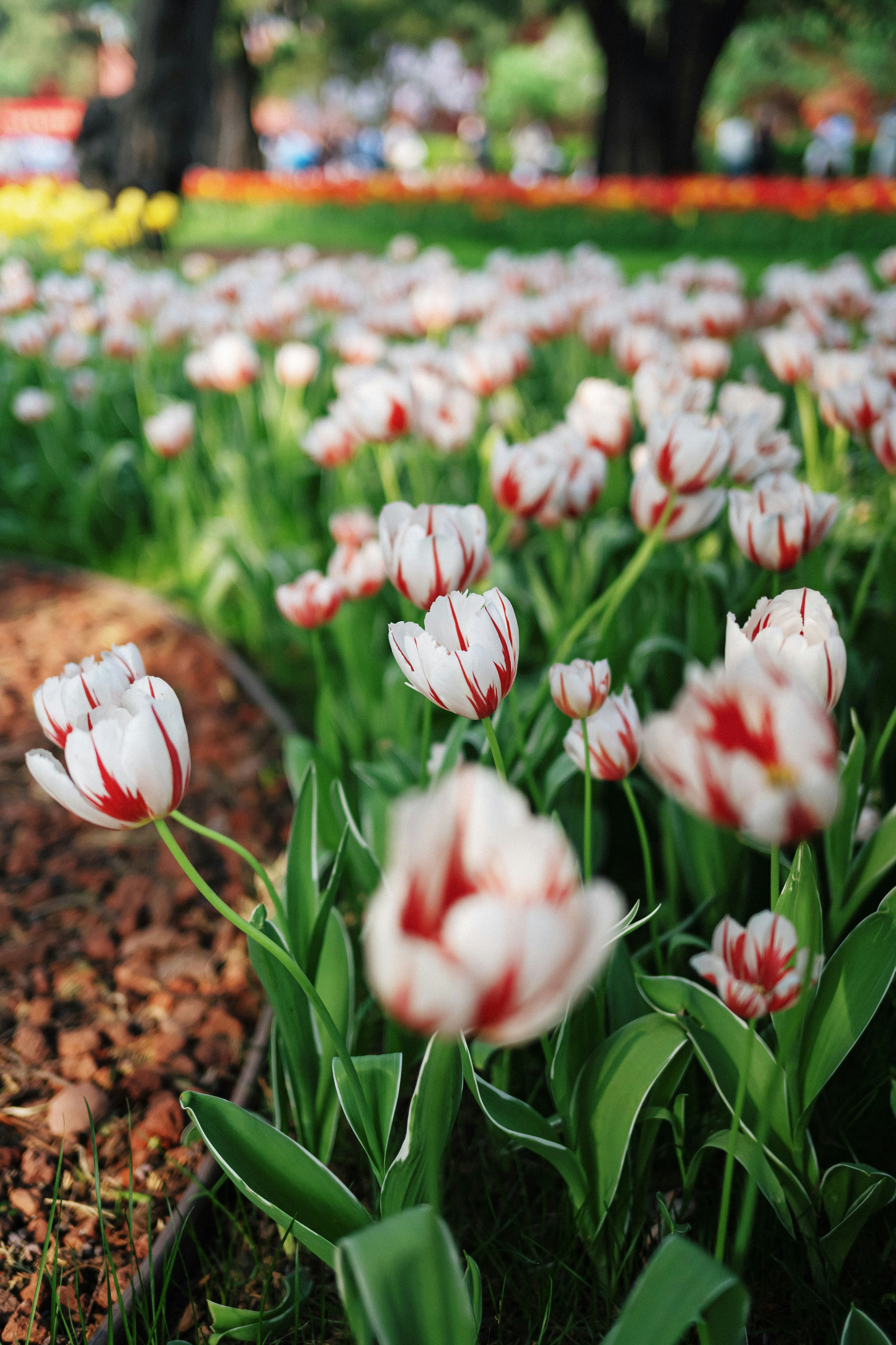 Field of red and white striped tulips in bloom.
