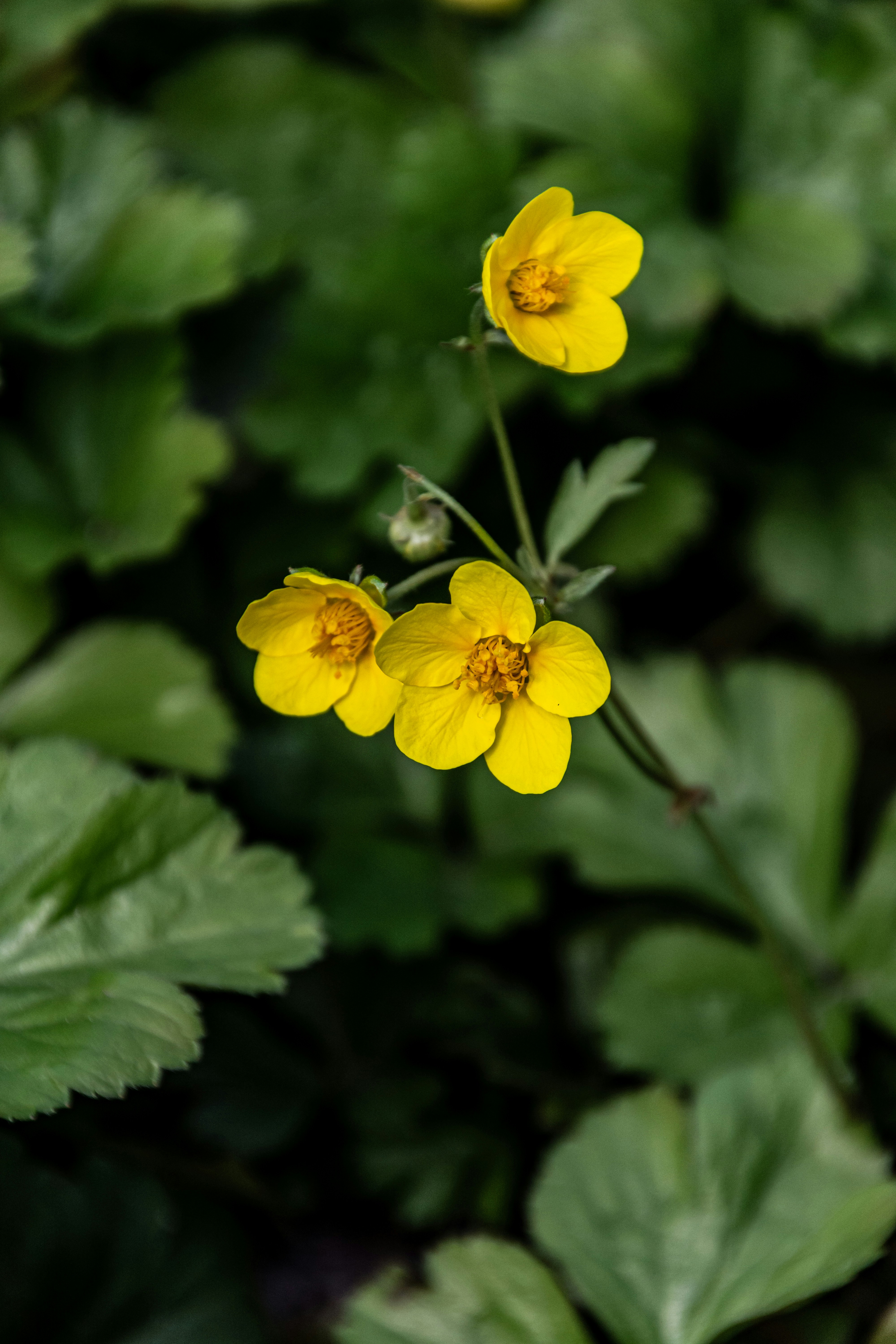 Photo by skstrannik
