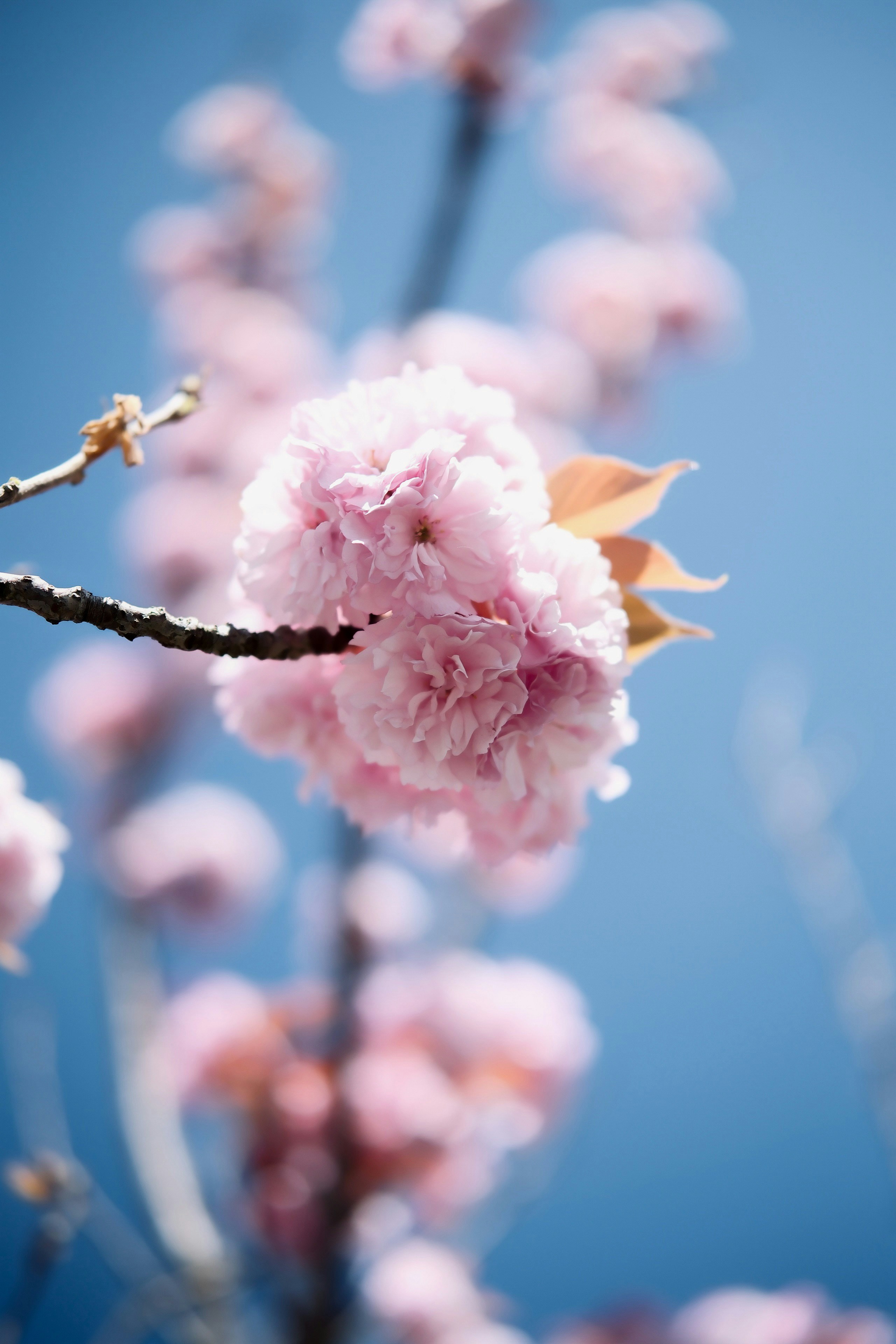 Rosa Kirschblüten blühen vor einem strahlend blauen Himmel