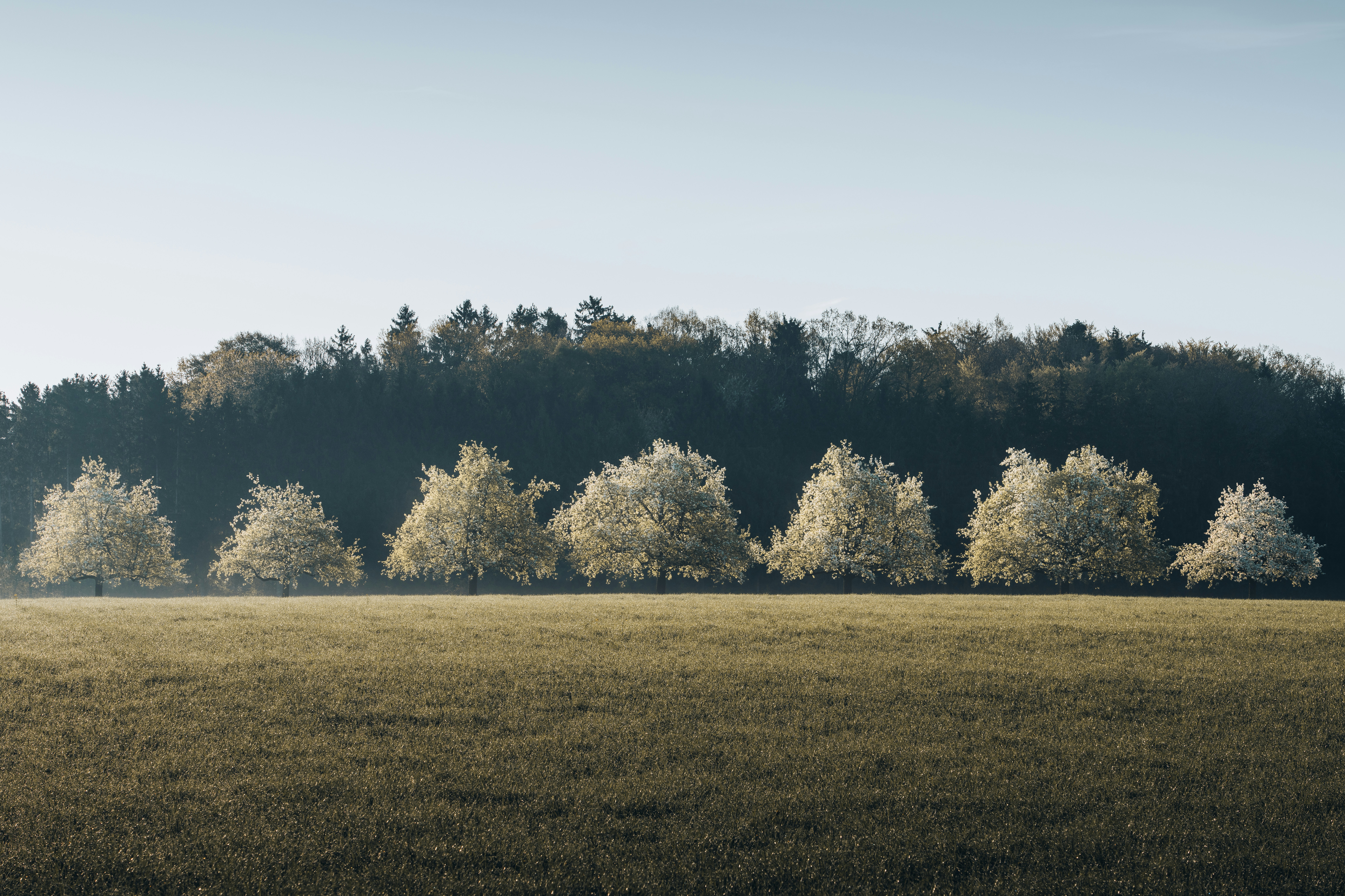 Eine Reihe von Bäumen auf einem Feld mit Waldhintergrund