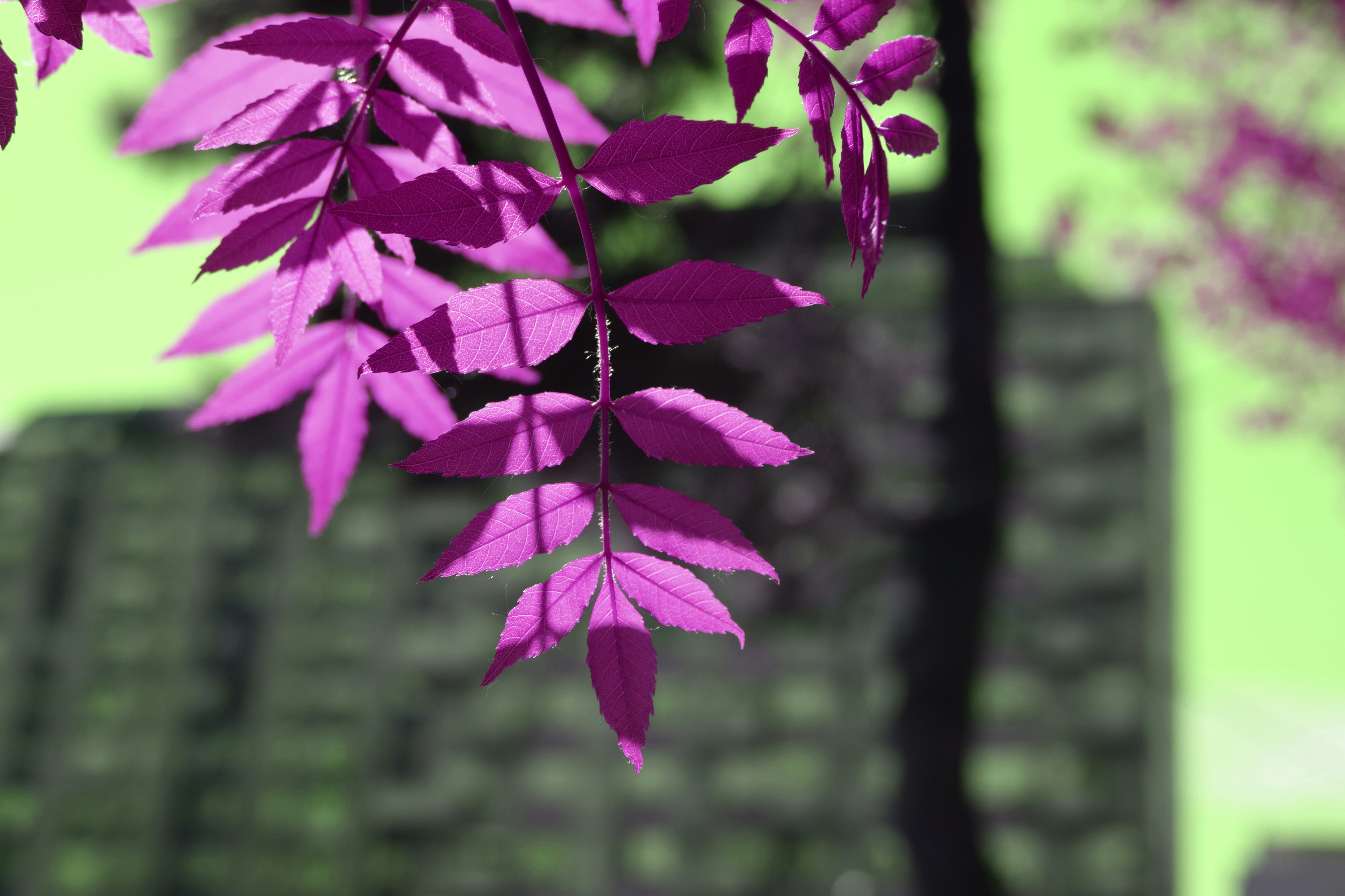 Close-up of vibrant pink leaves against a blurred background.