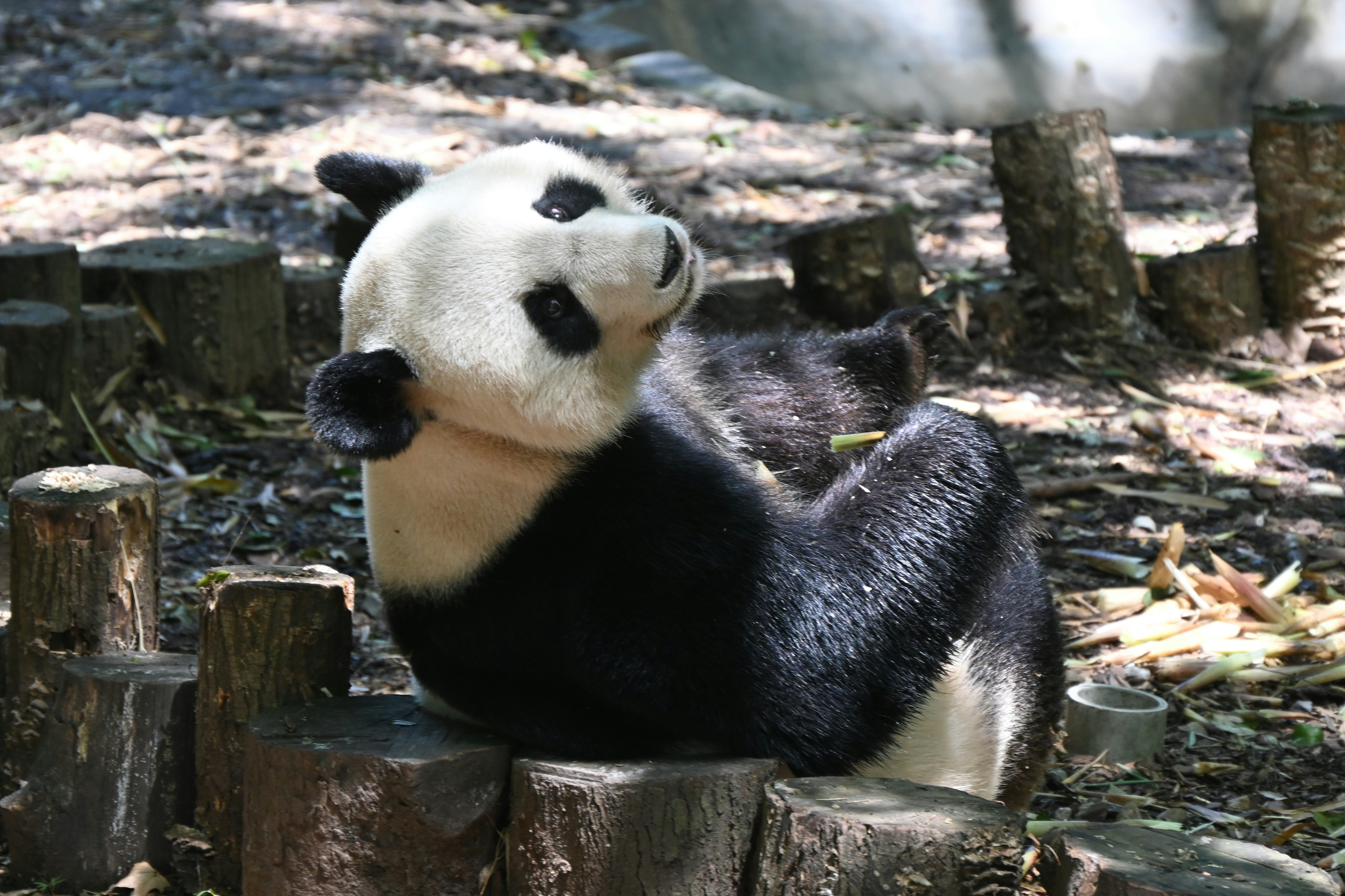Un panda está sentado sobre troncos, masticando bambú.