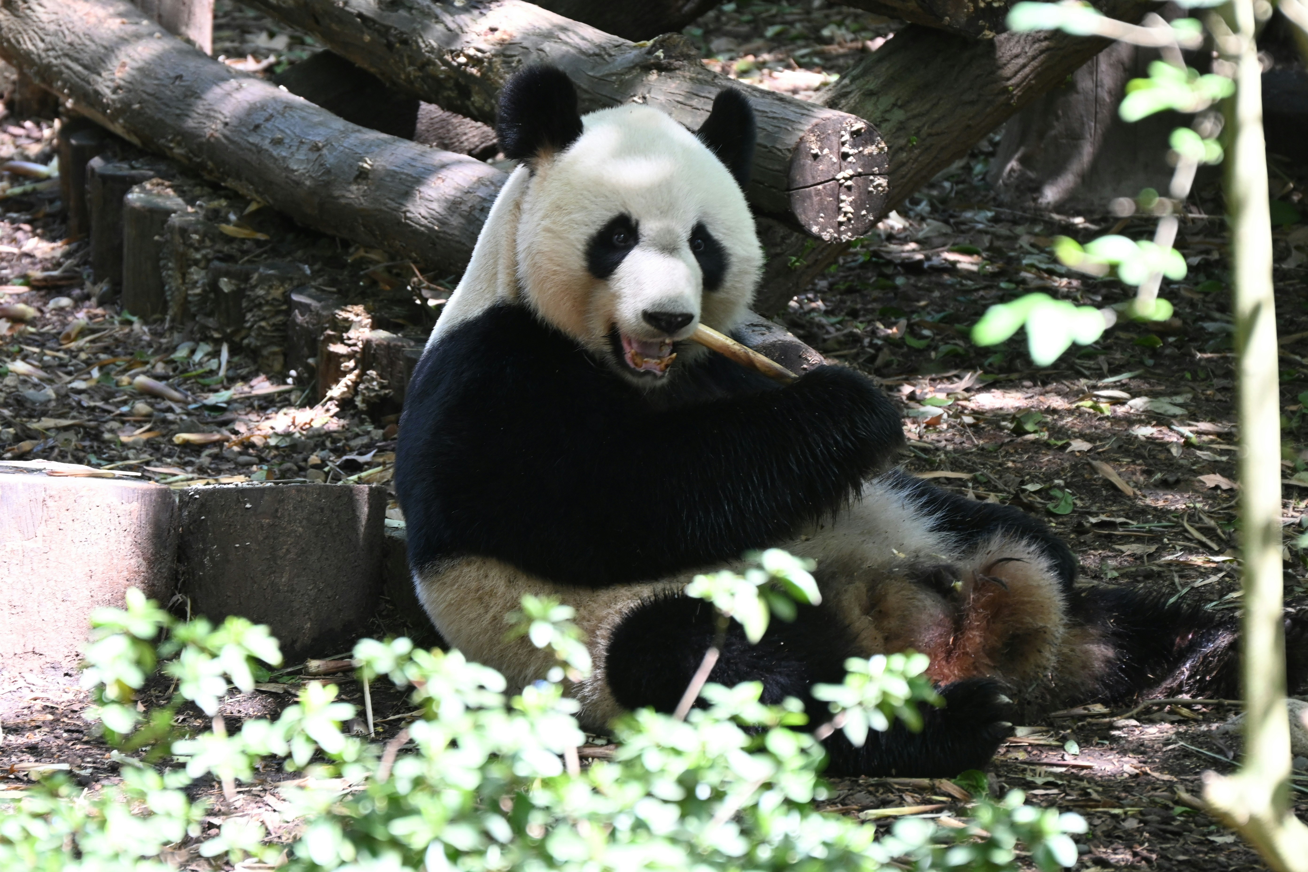 Un panda se sienta en el suelo comiendo bambú.