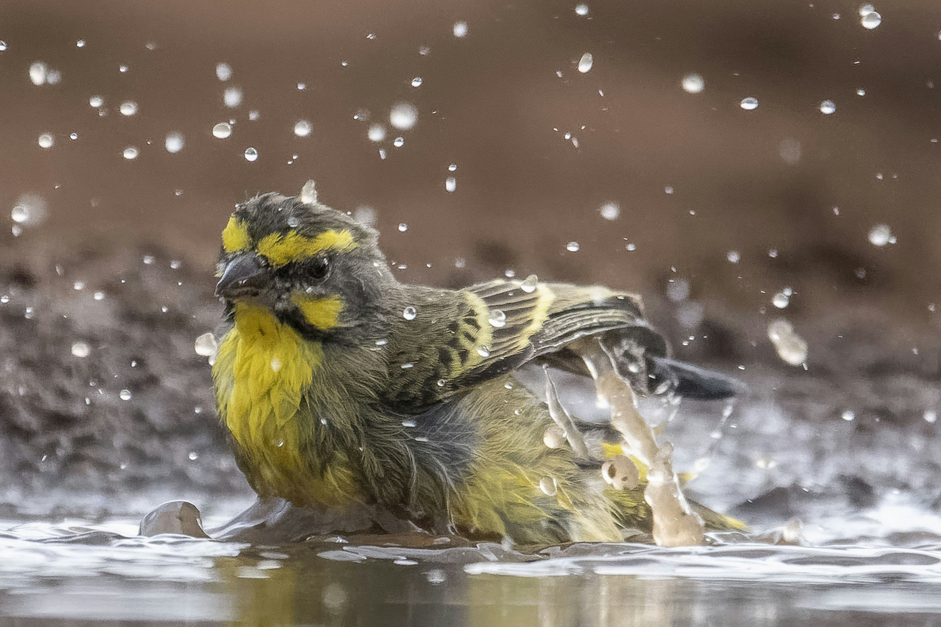 Ein kleiner gelb-grüner Vogel spritzt Wasser