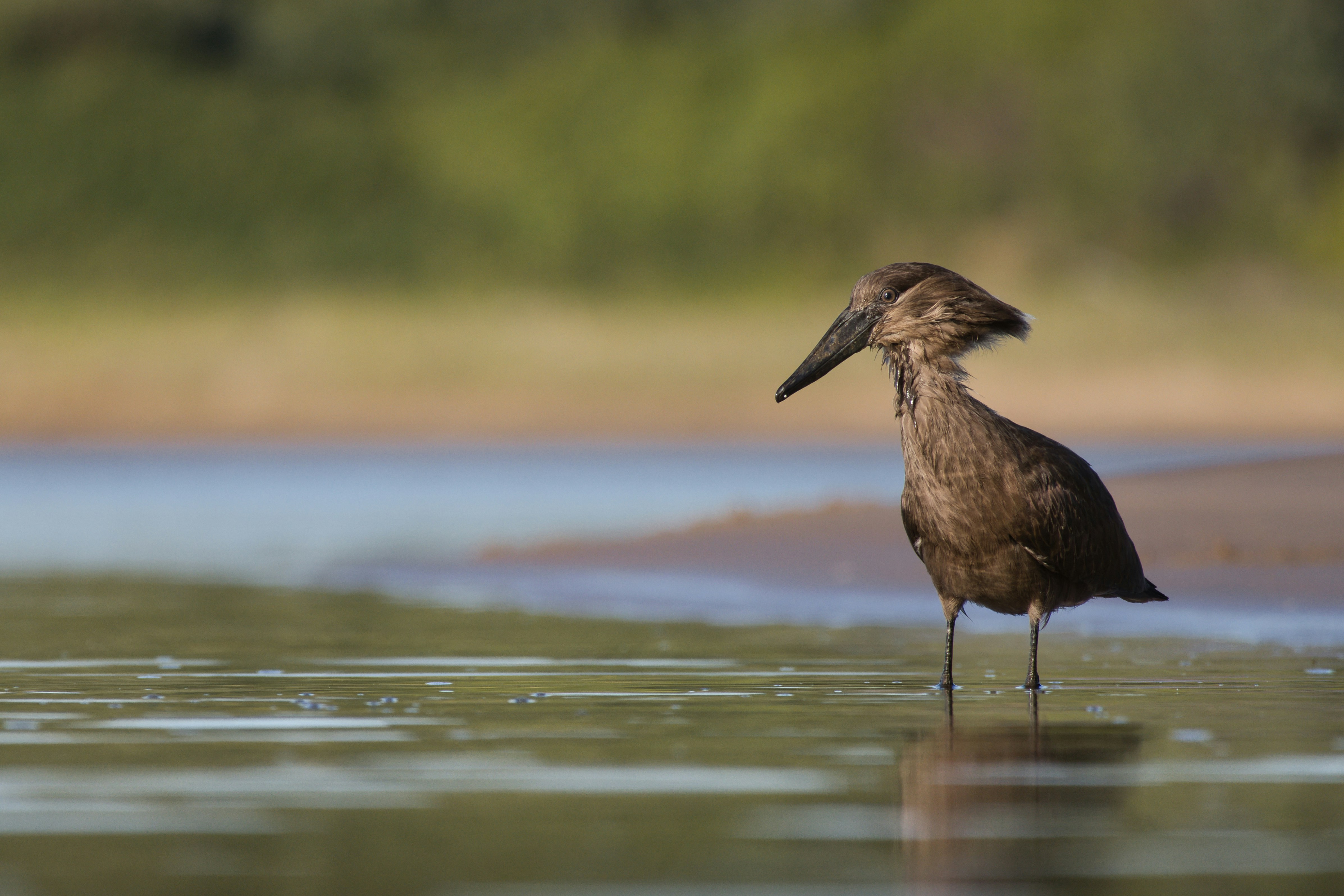 Hire Local Guide Shoebill Stork Tracking Complete Guide 2026