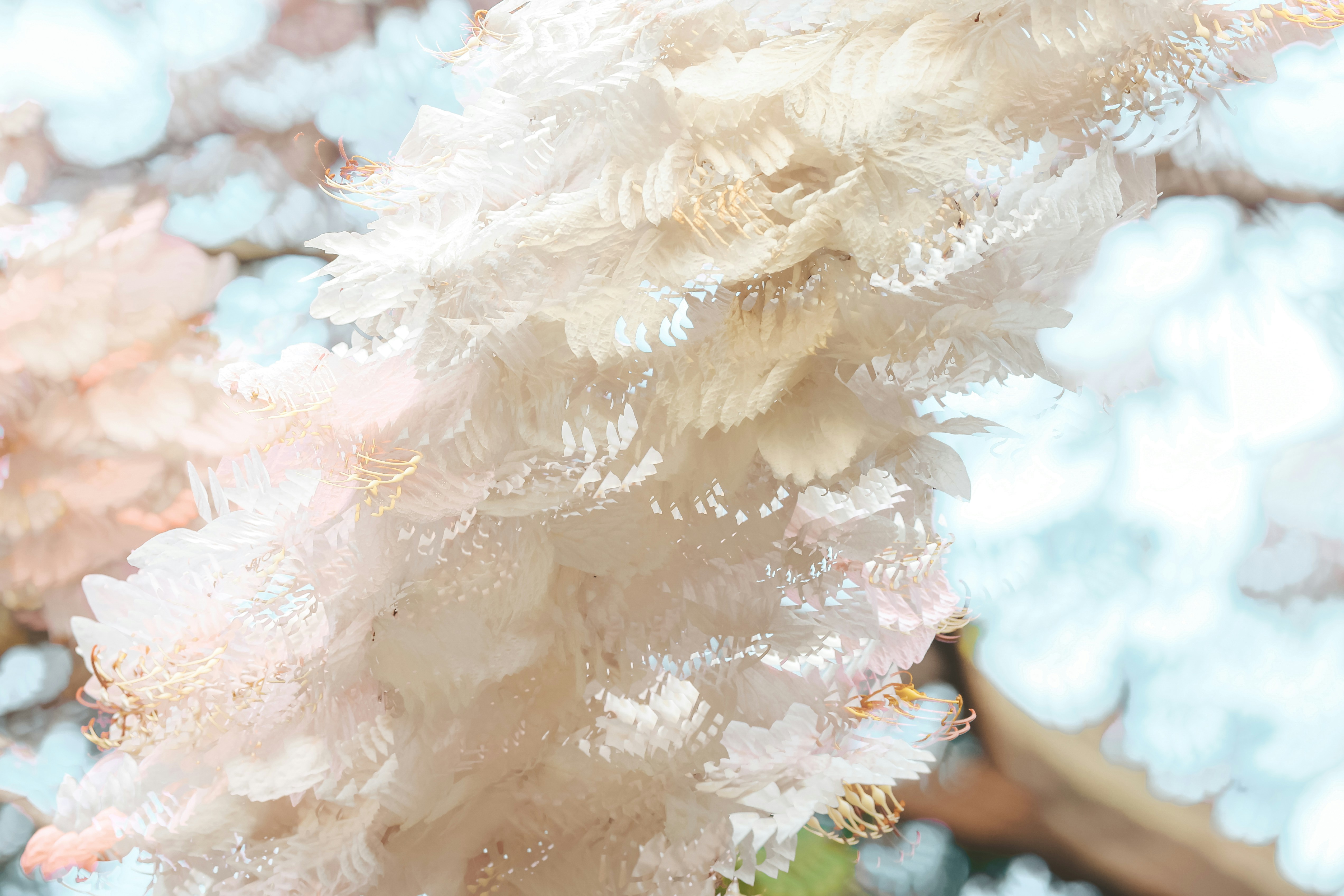 Soft focus of delicate white flowers in bloom.