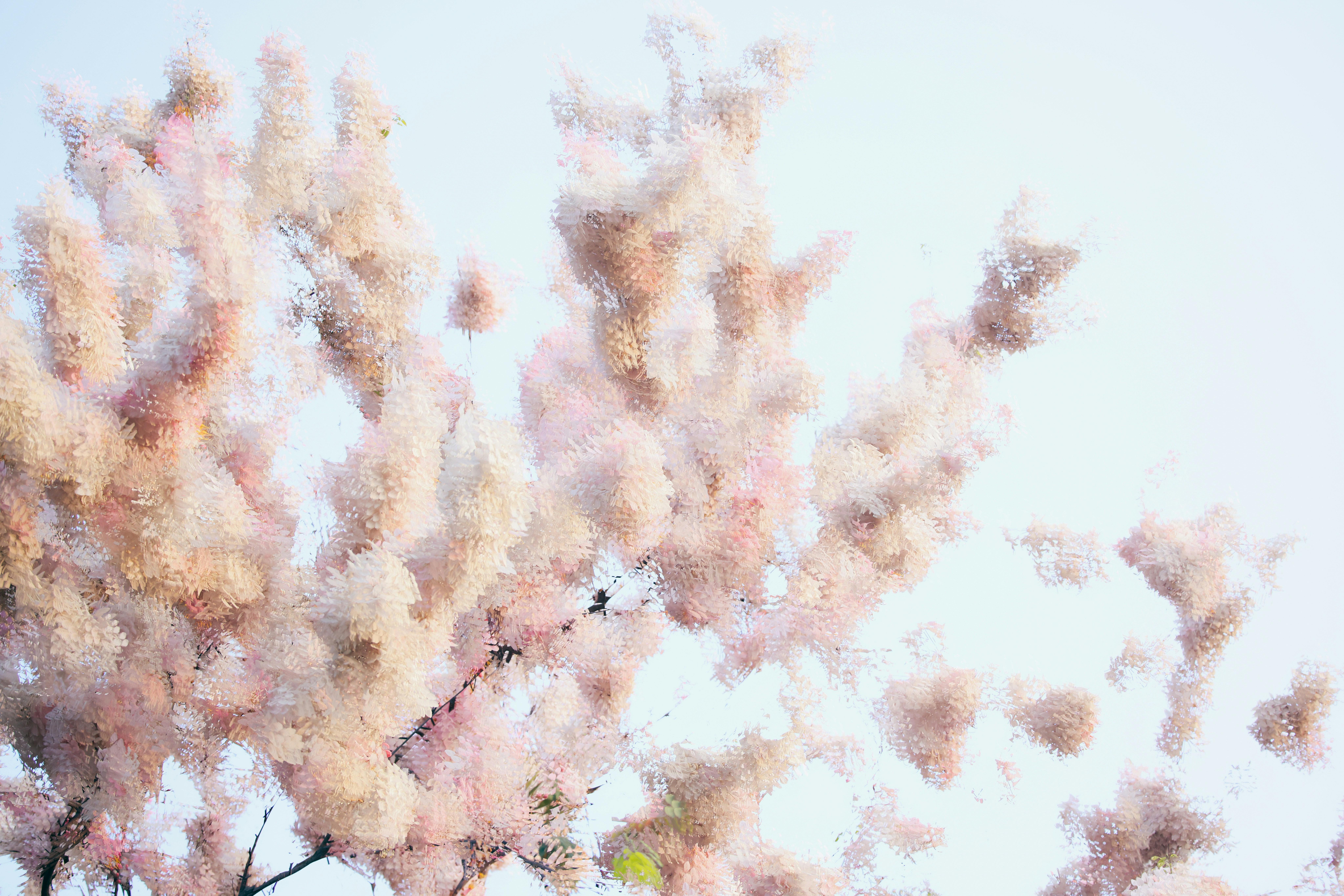 Pinkish fluffy flowers against a pale sky