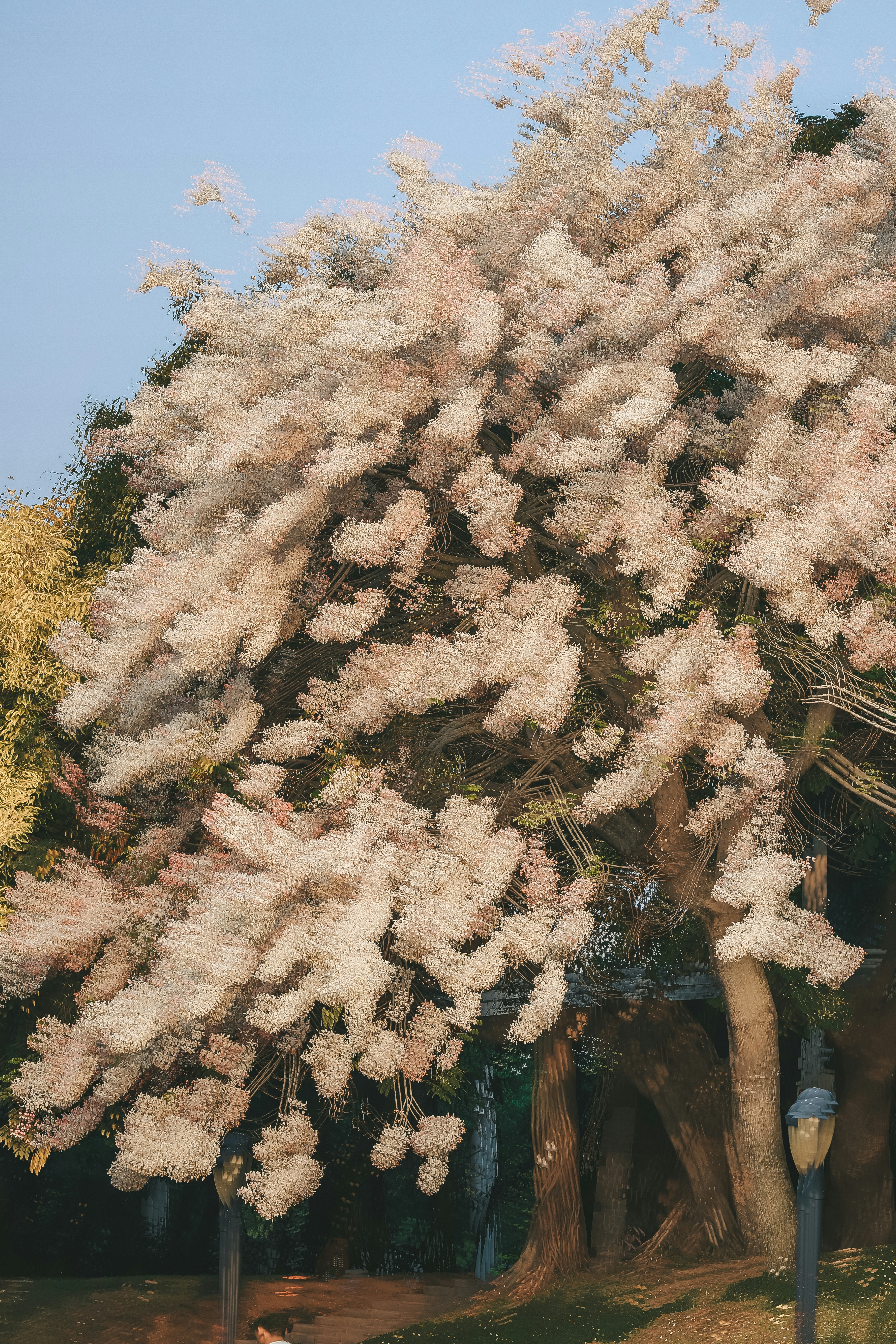 Blossoming tree with delicate pink flowers in spring.