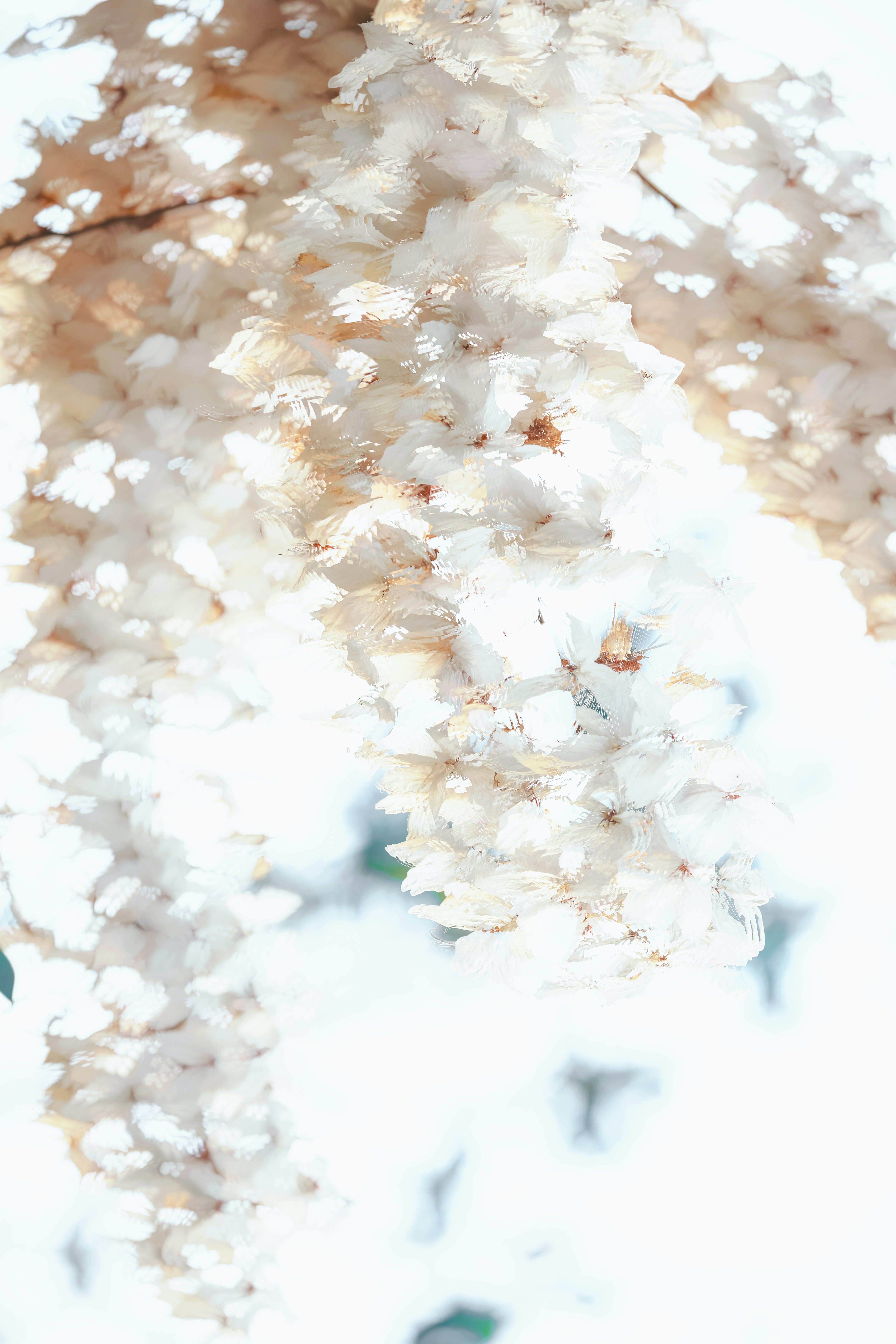 Delicate white flowers hanging from a branch
