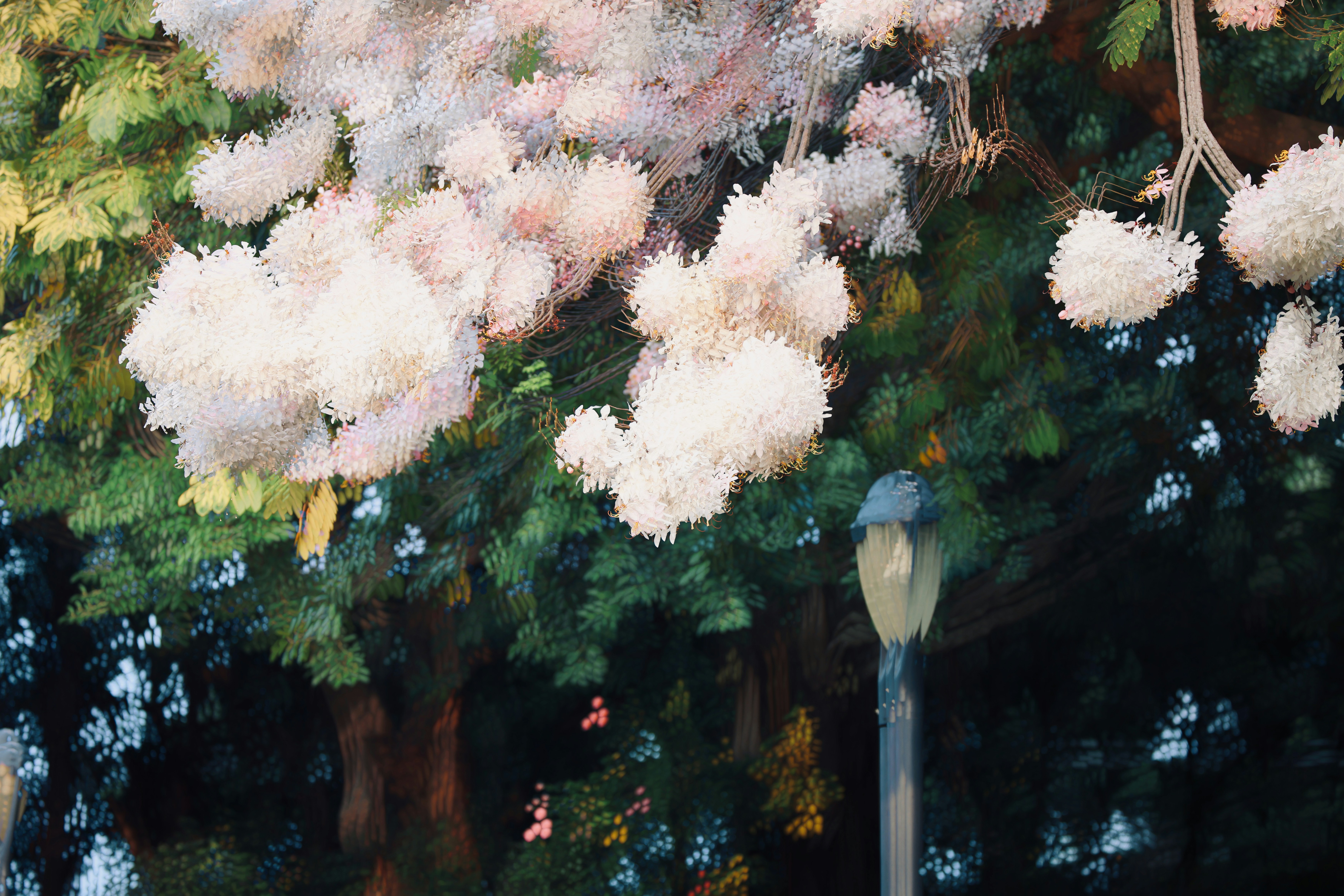 Pale pink blossoms hang from tree branches with a lamppost.