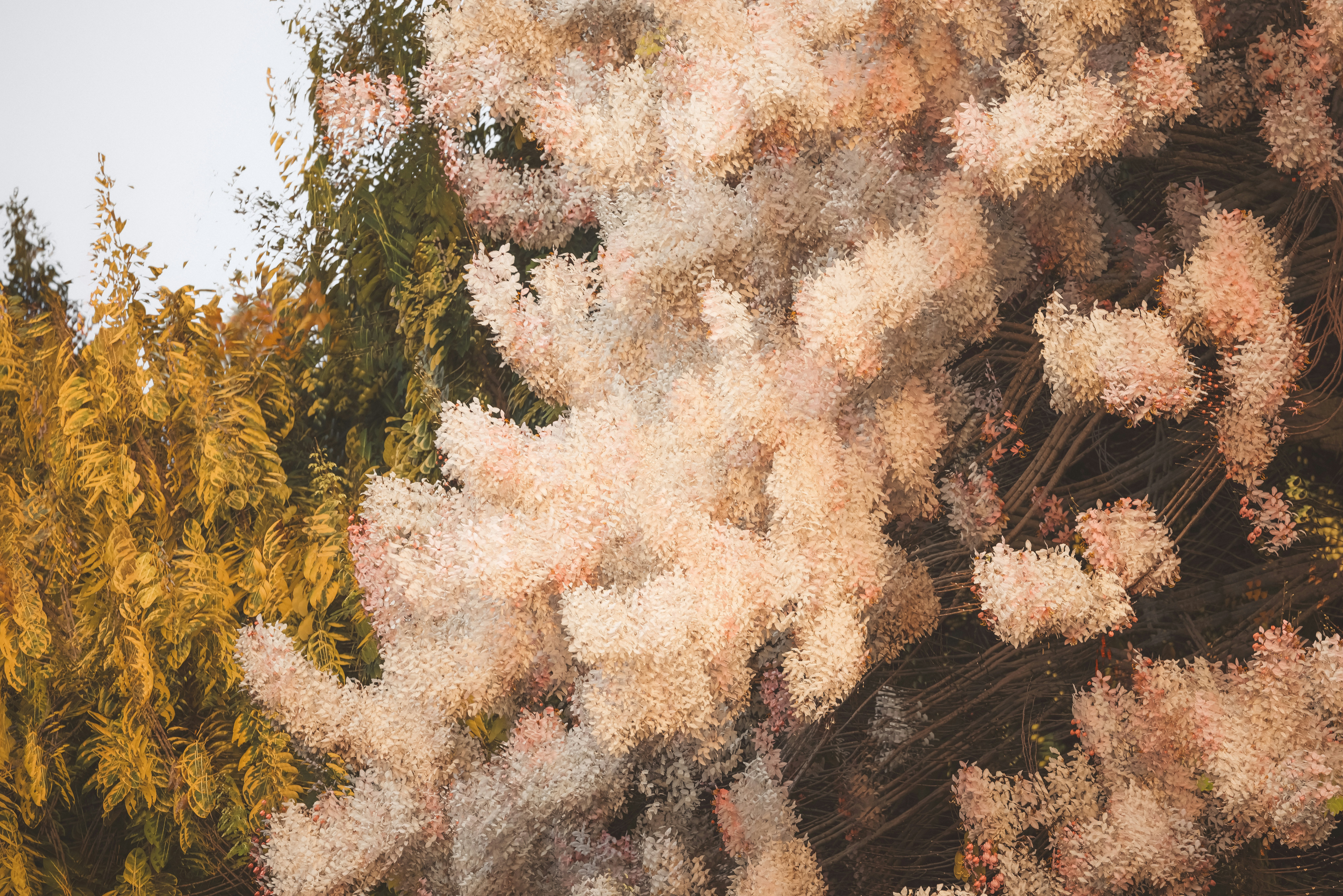 Abstract view of pale pink blossoms and yellow foliage