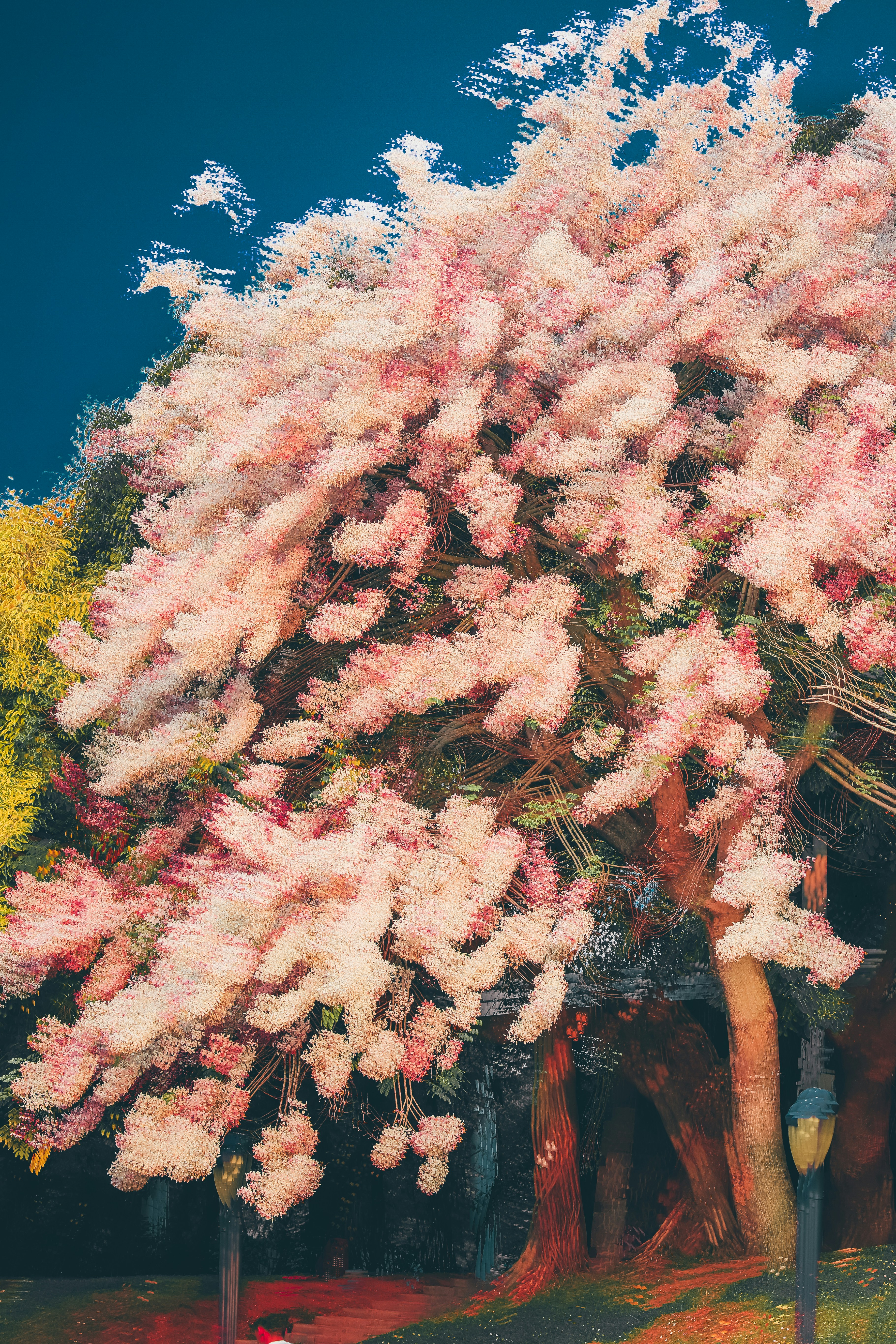 A blooming cherry blossom tree against a dark blue sky