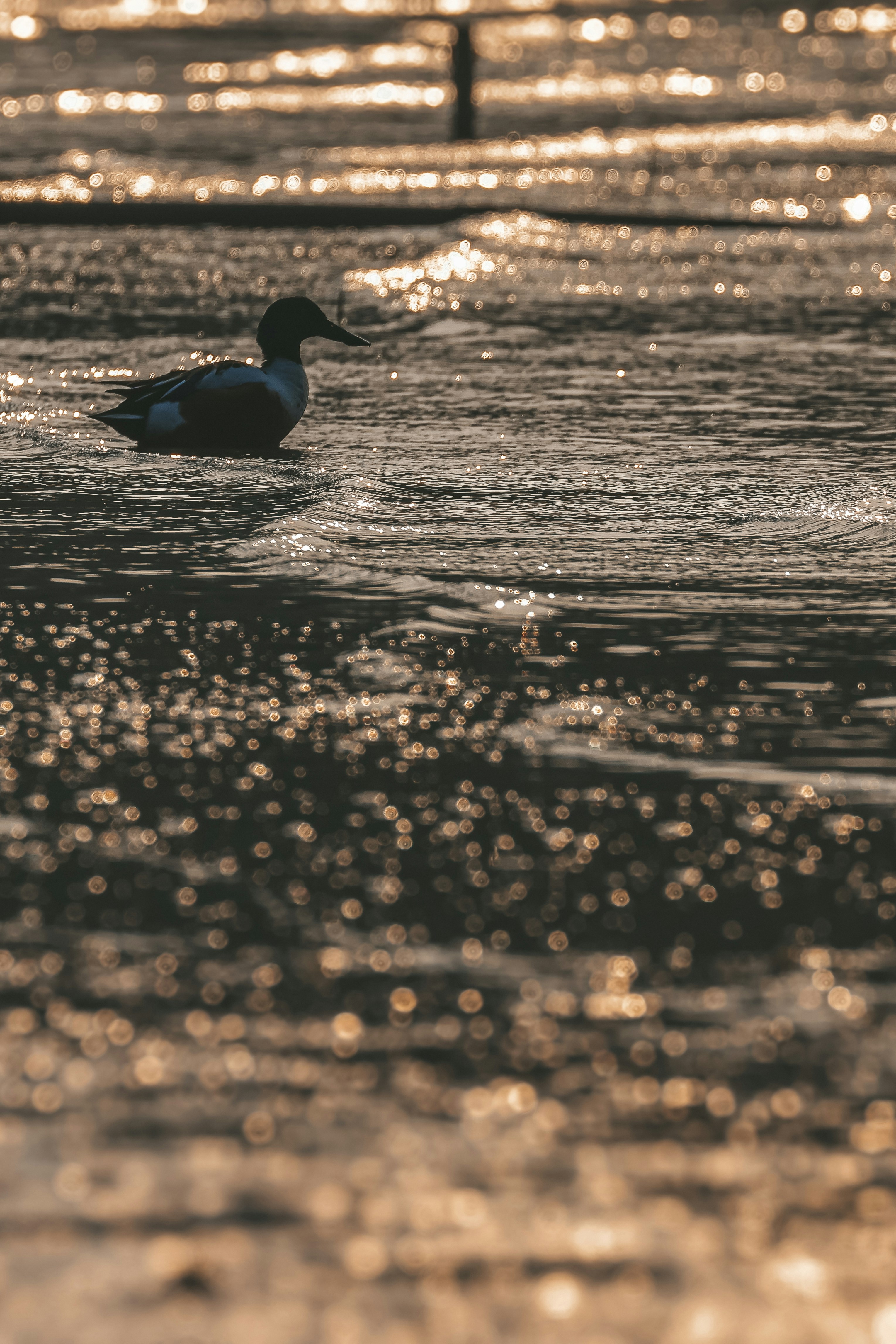 A duck swims in shimmering water at sunset.