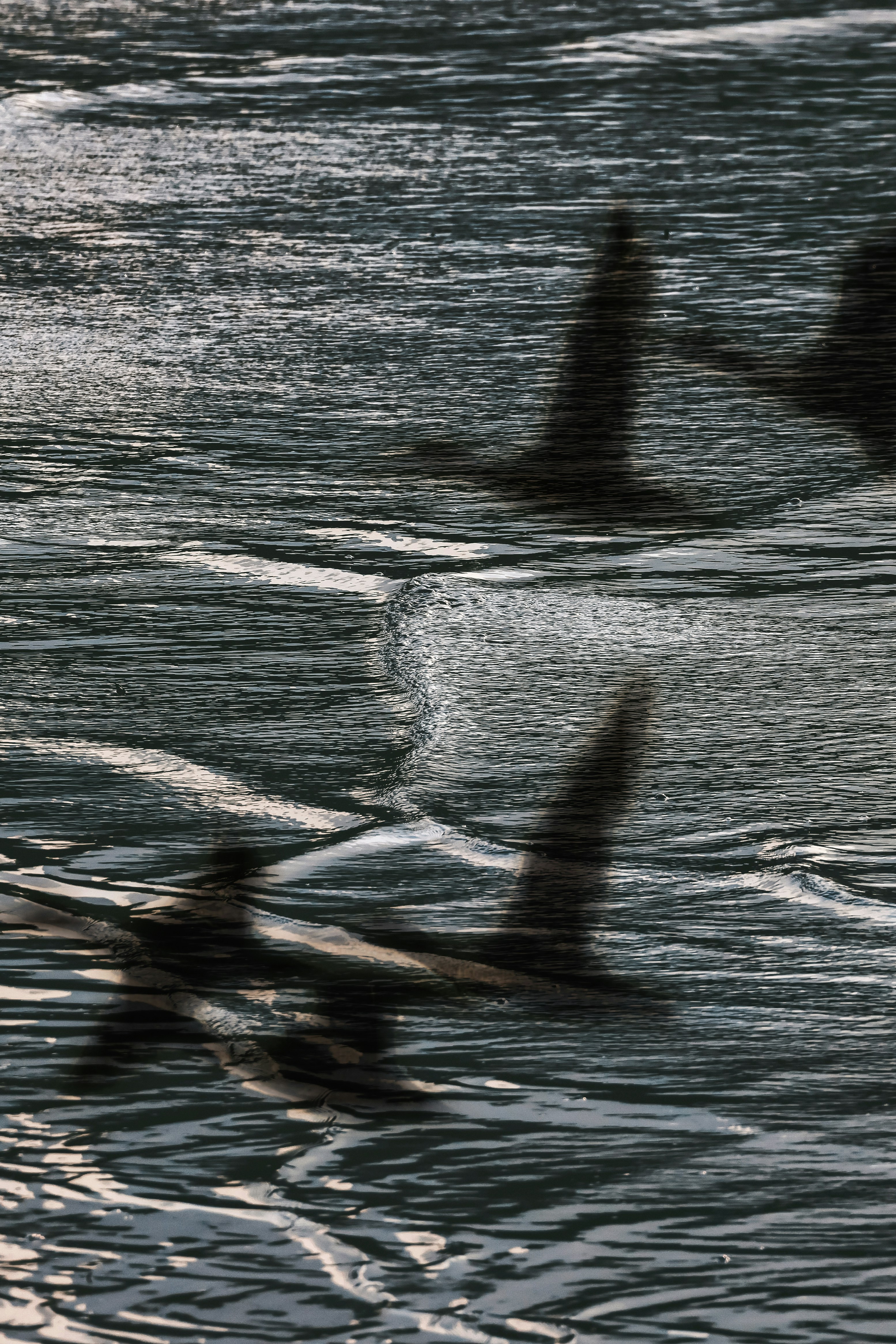Shadows of birds flying over rippling water