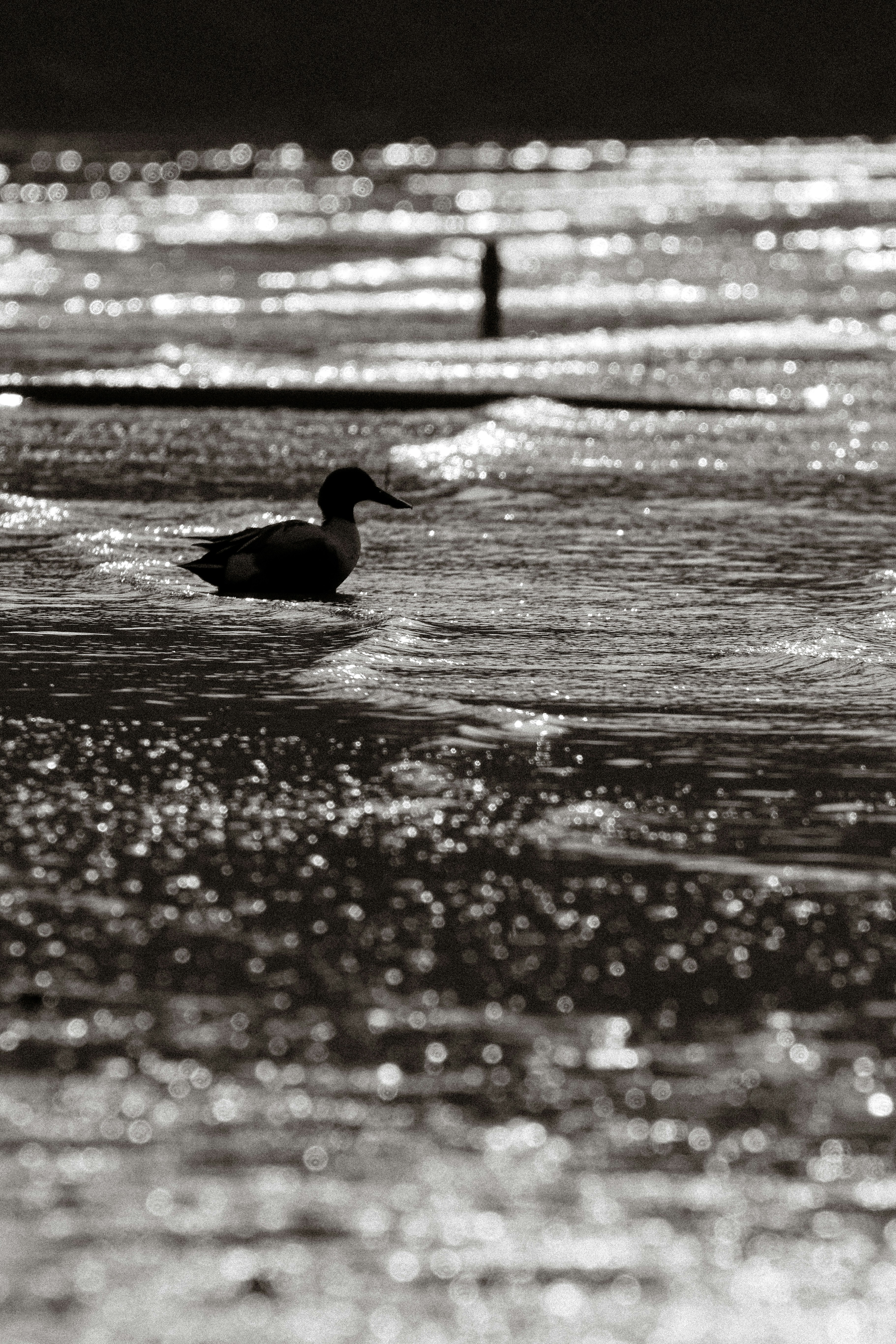 A duck swims in sparkling water with a distant figure.