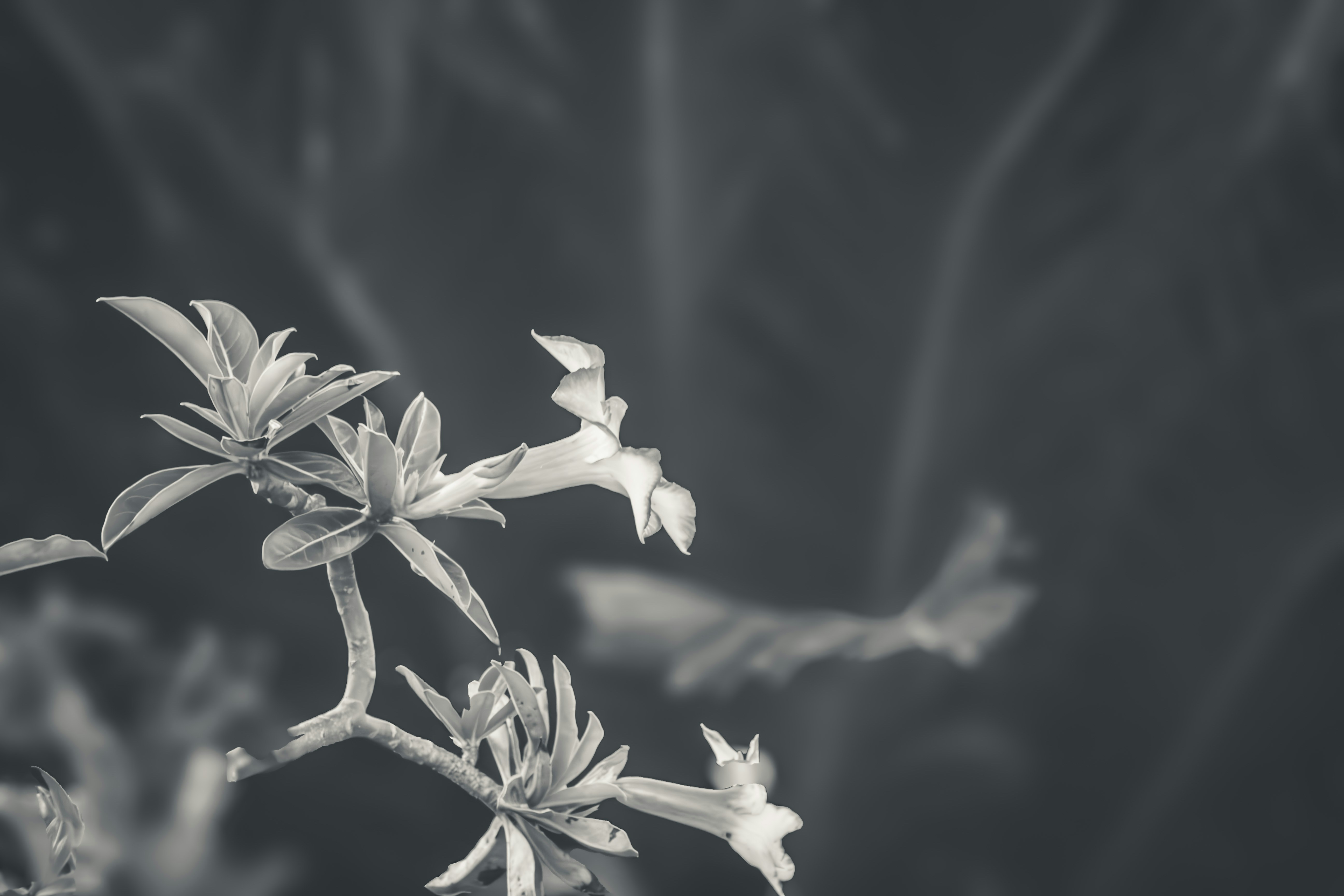 Close-up of delicate flowers against a blurred background.