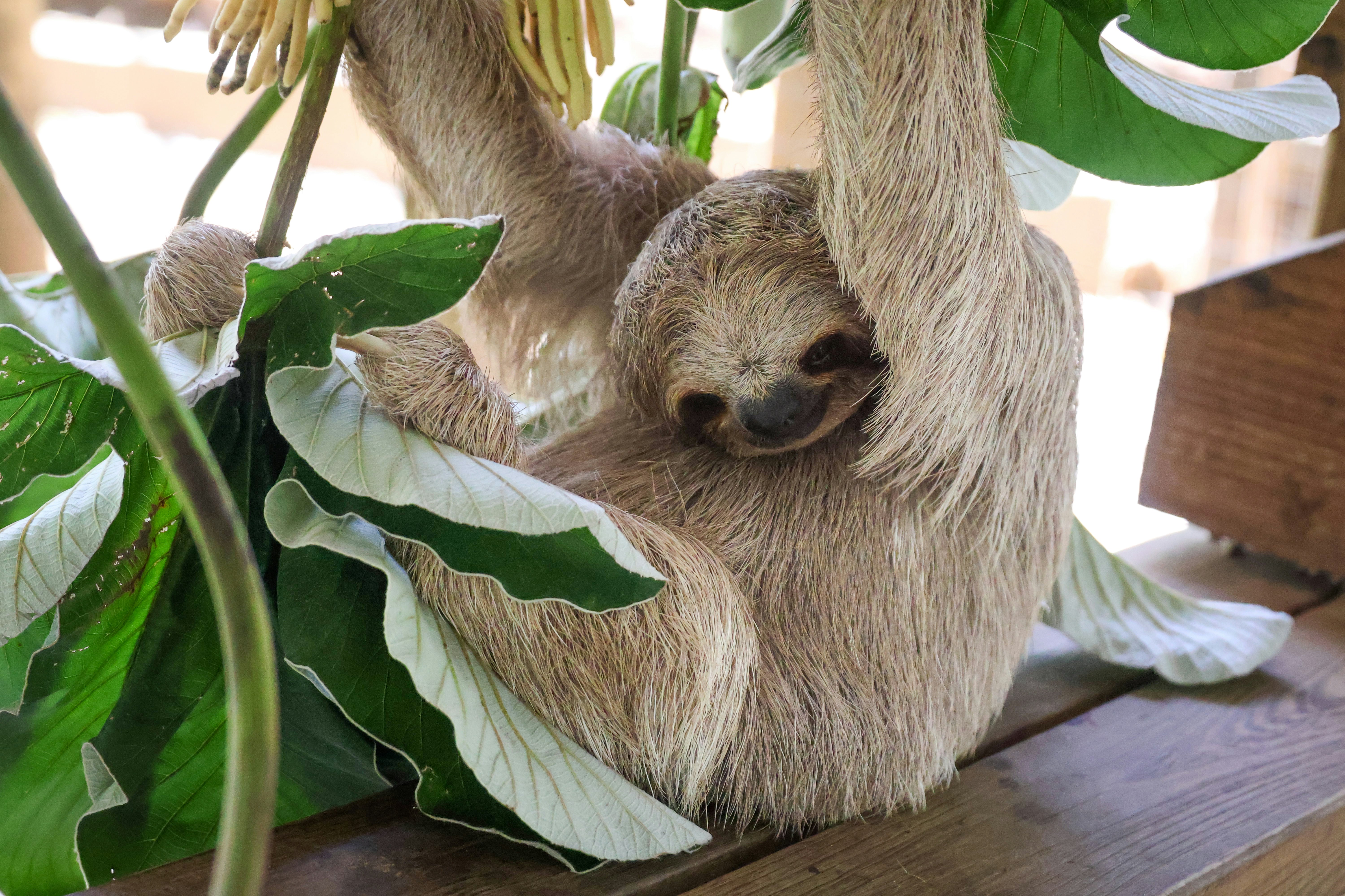 Seekor bayi sloth tergantung di cabang pohon.