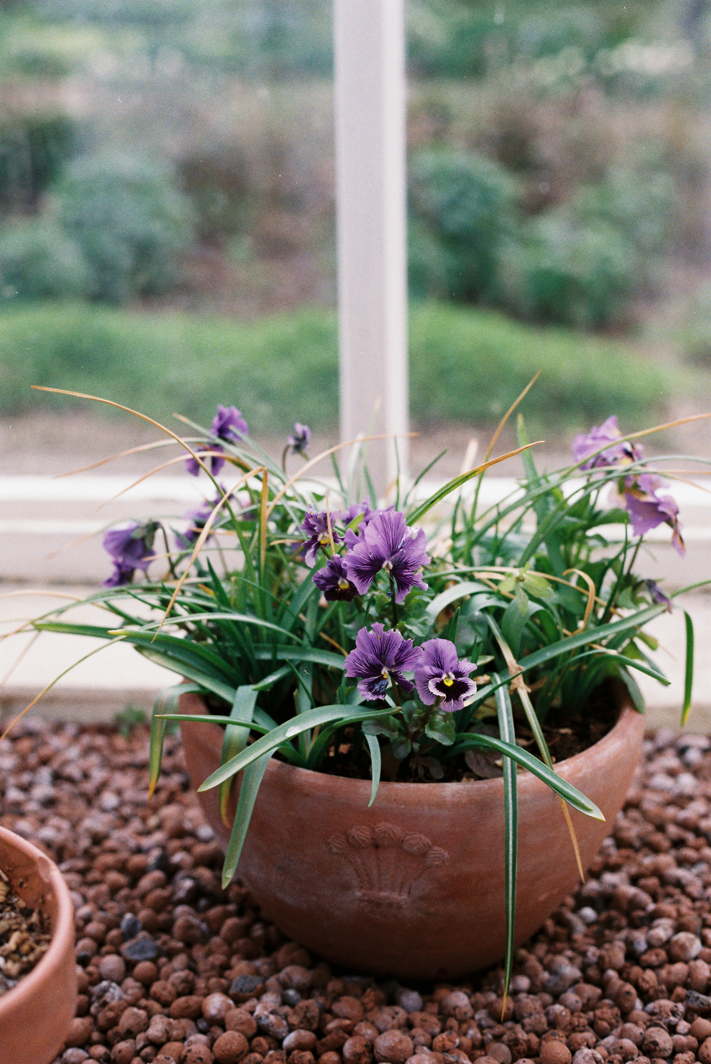 Potted purple flowers with green leaves by the window