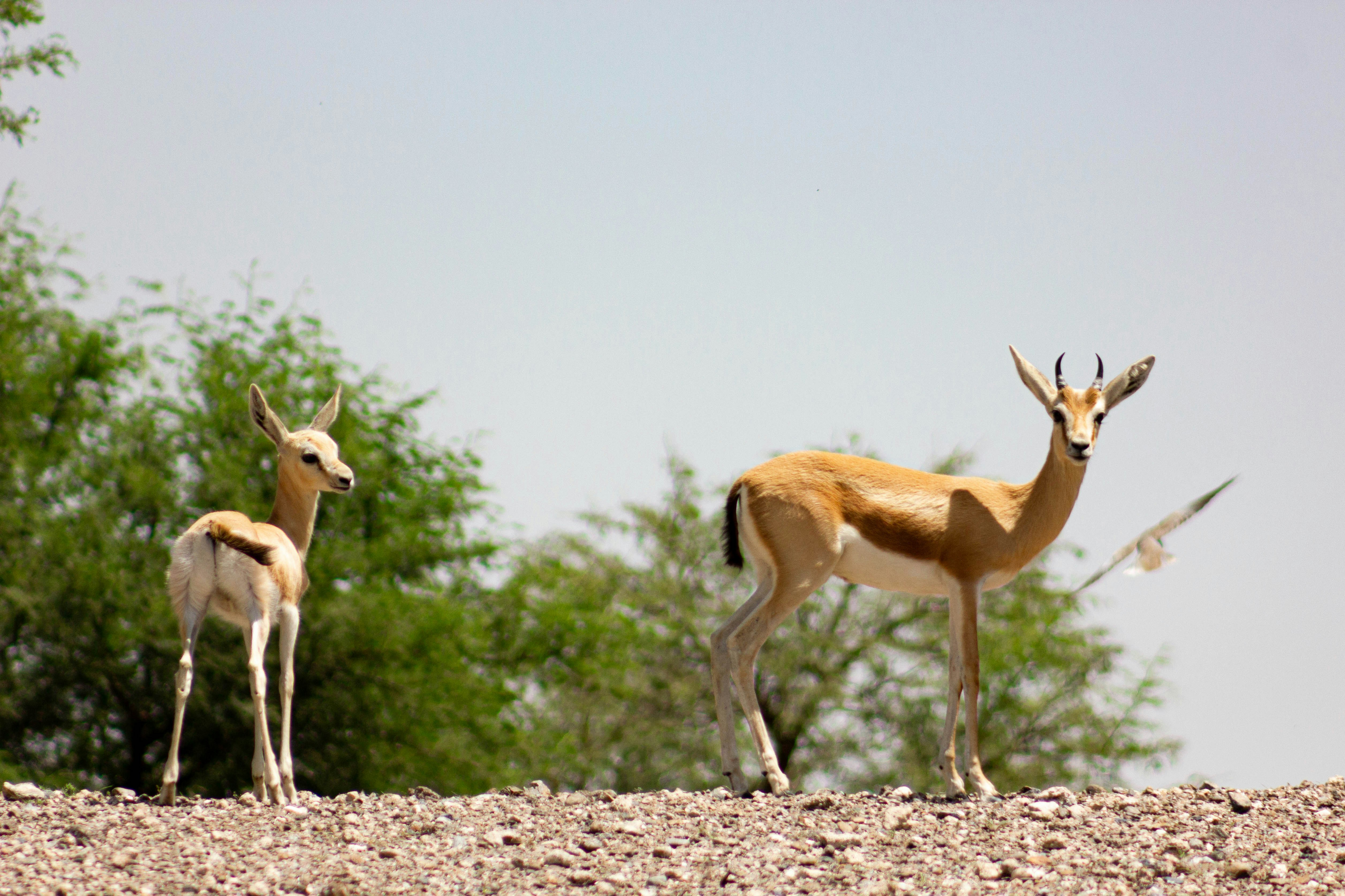 Two gazelles stand on a rocky hill with trees.