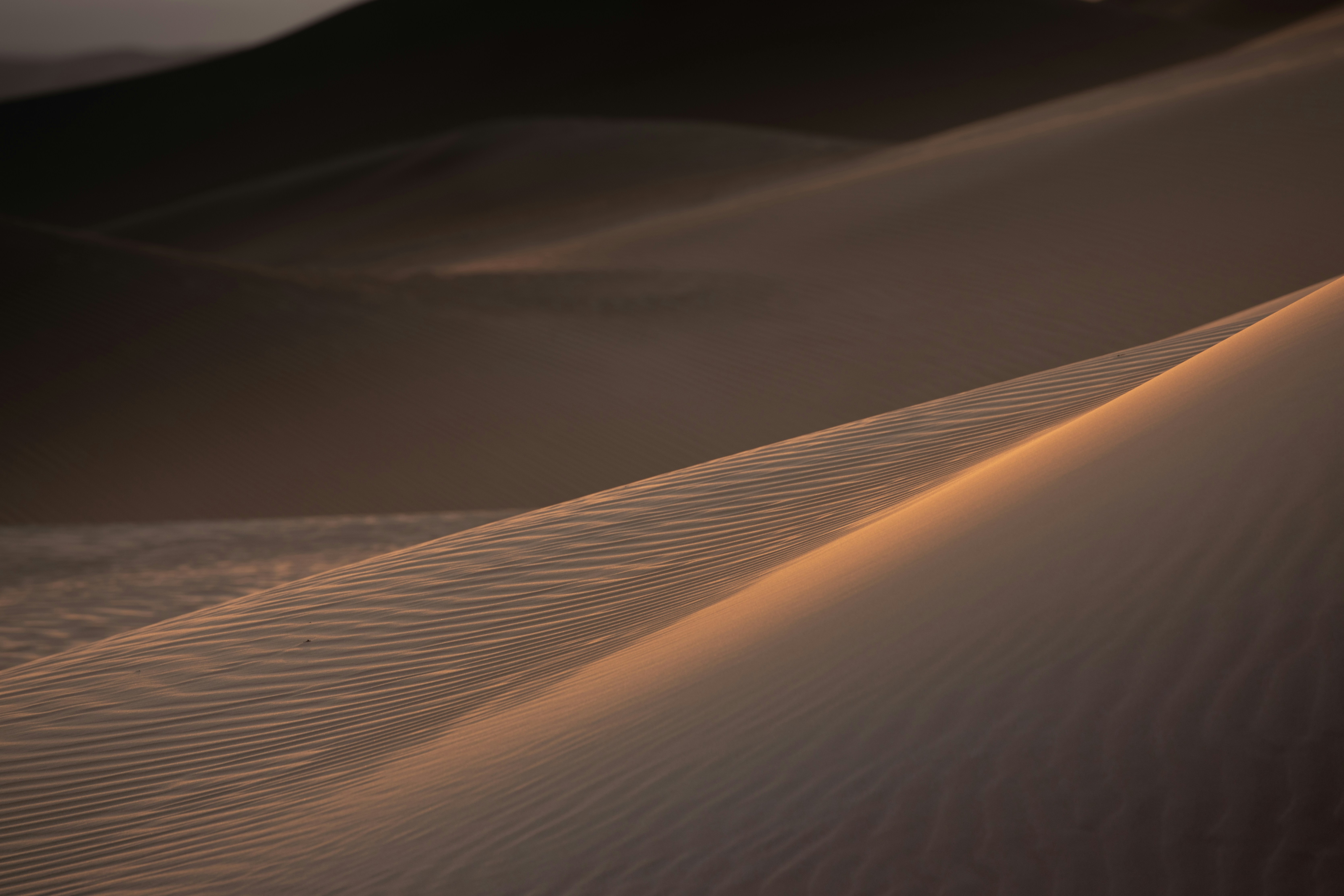 Rippled sand dunes in soft, warm light.