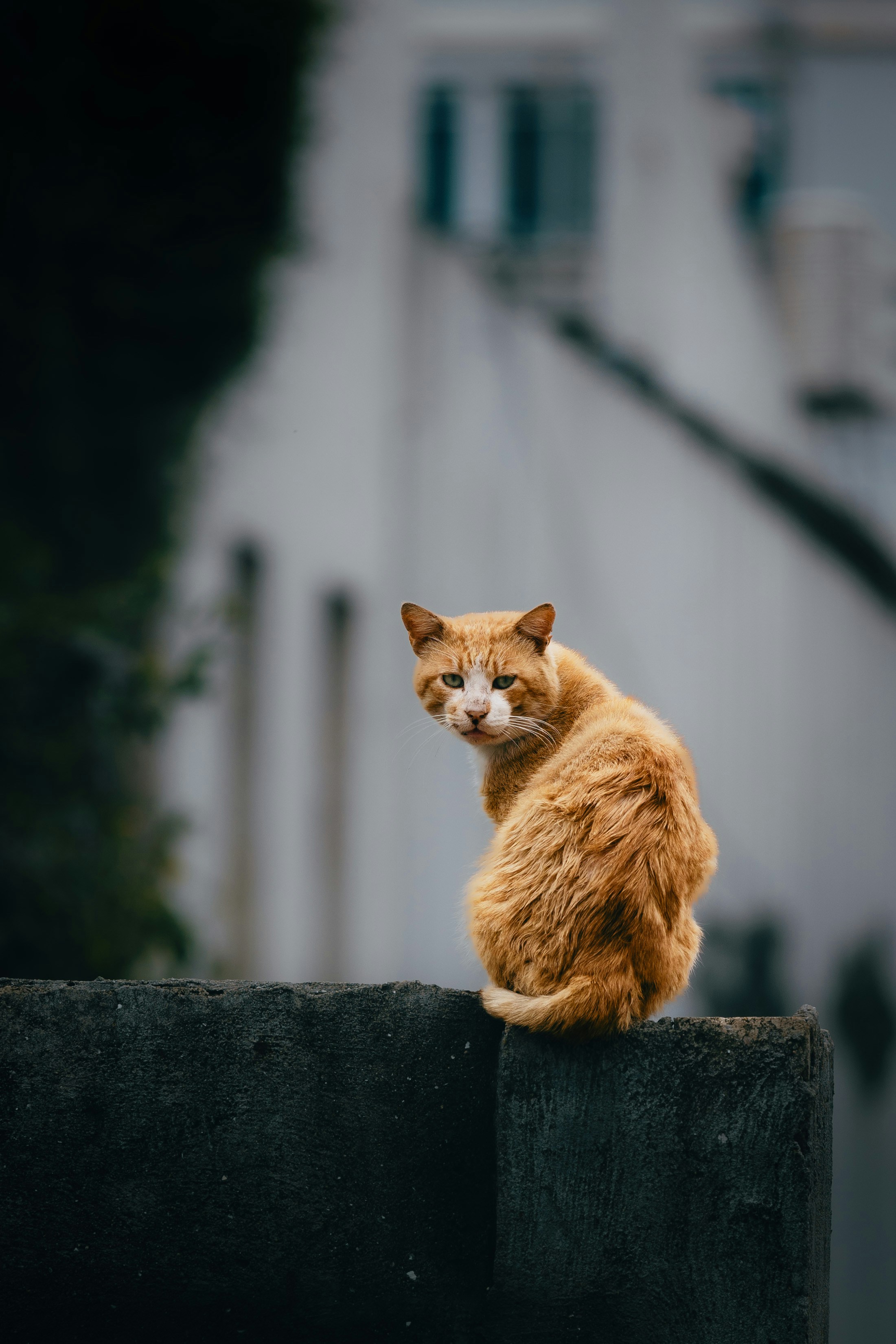 An orange cat sits on a wall looking back
