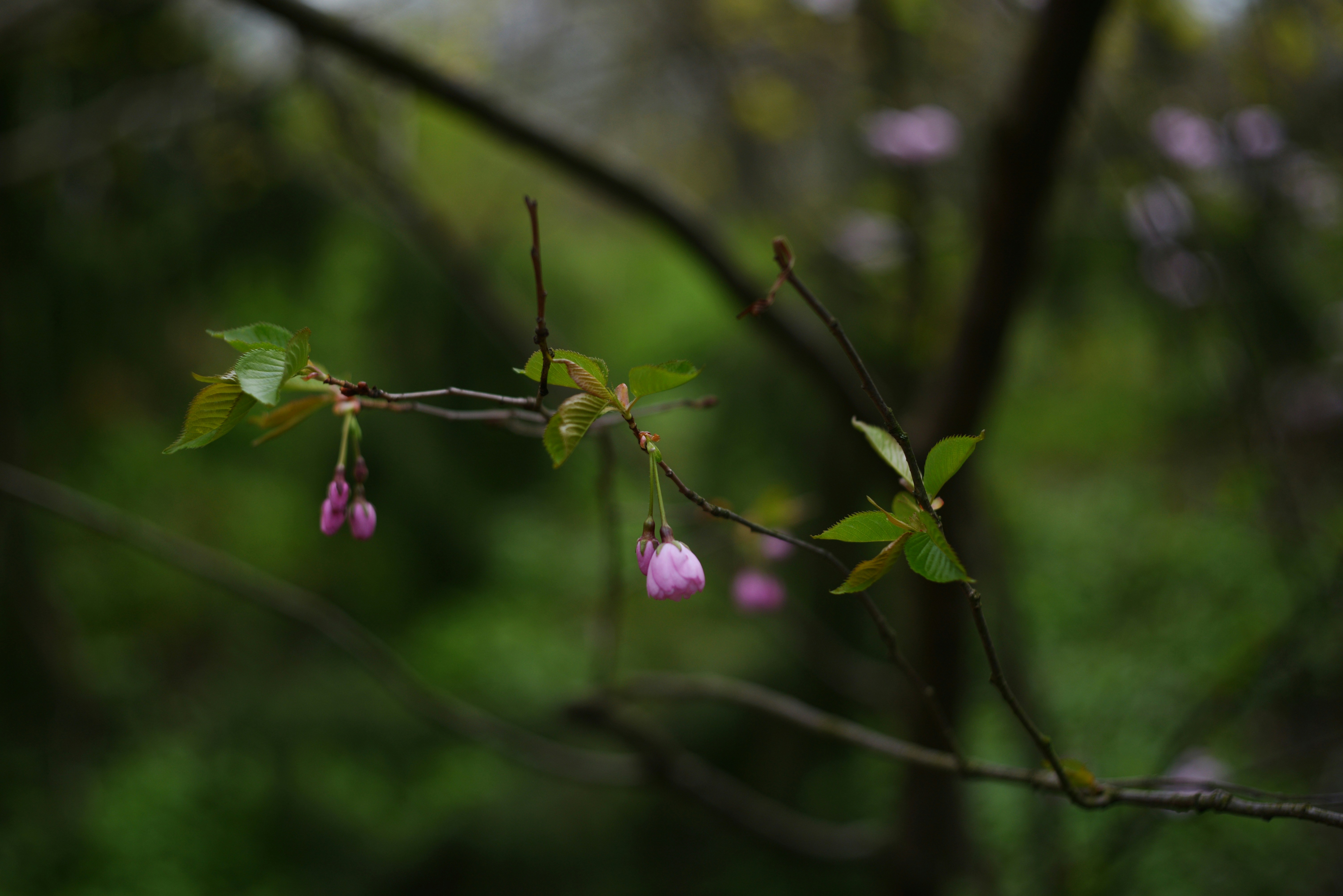 枝にかかる繊細なピンク色の桜