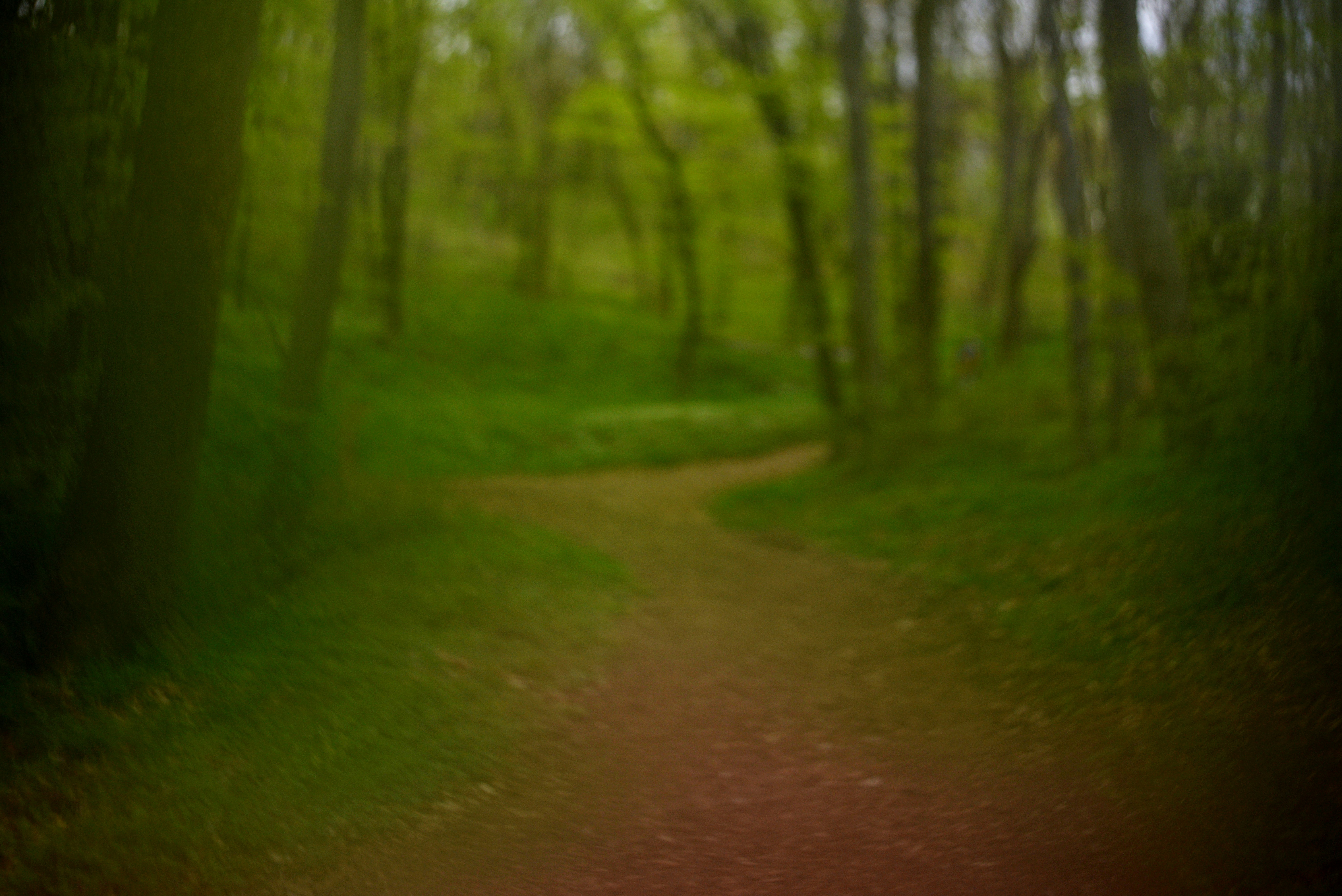 緑豊かな森の中を曲がりくねった土の道。